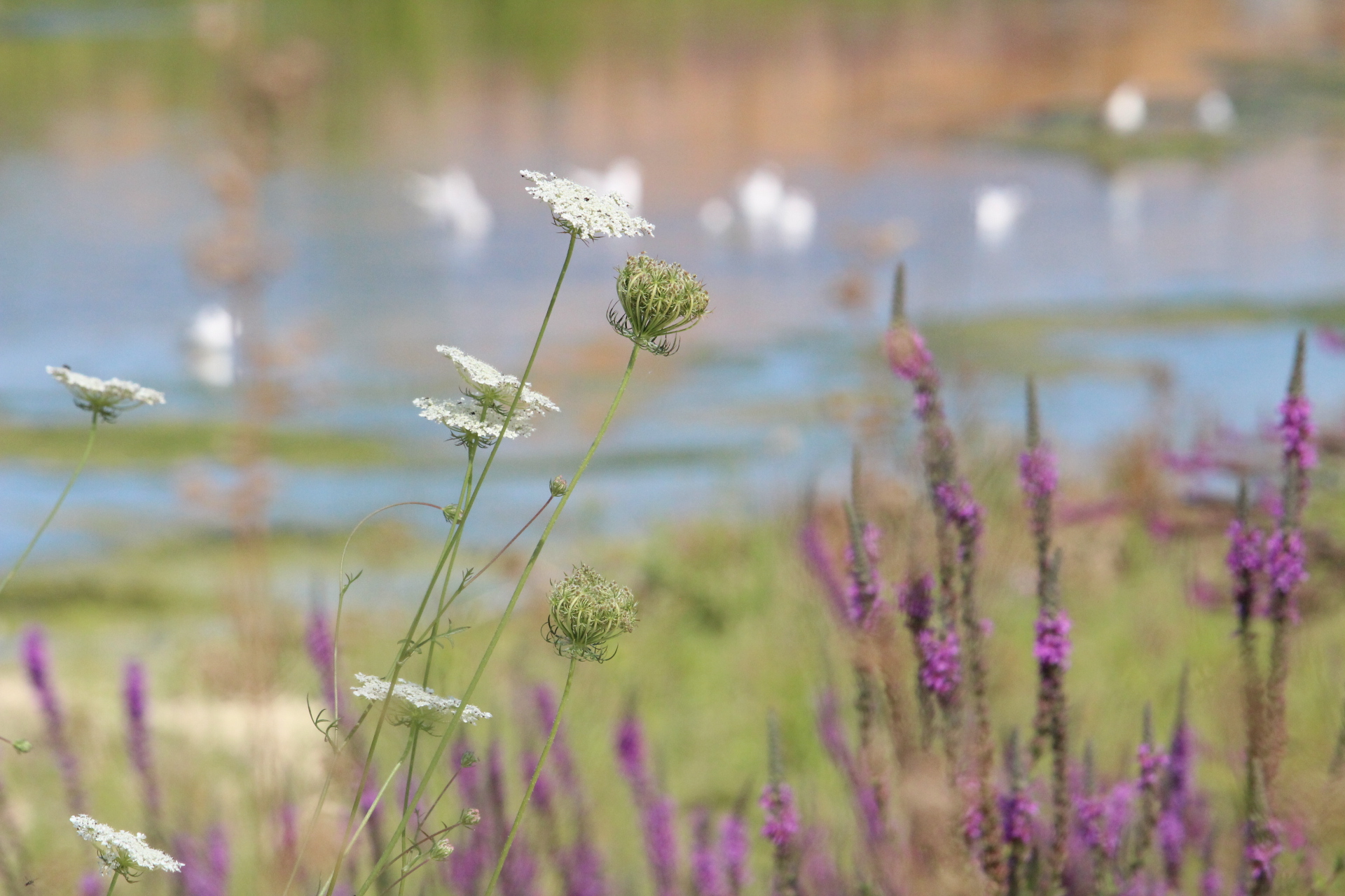 Fiori con anatre di sfondo