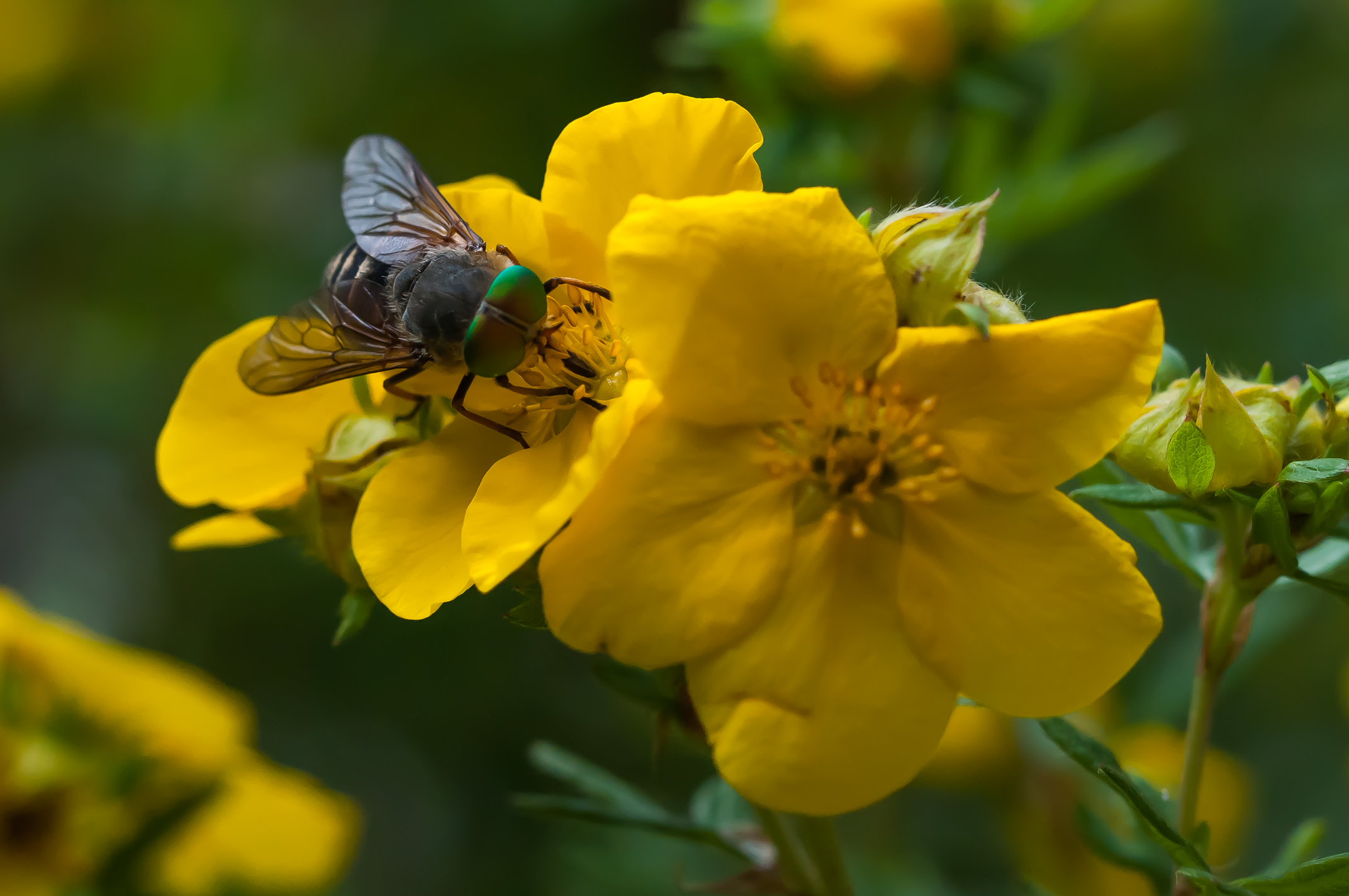 Saran belli gli occhi neri, saran belli gli occhi blu..