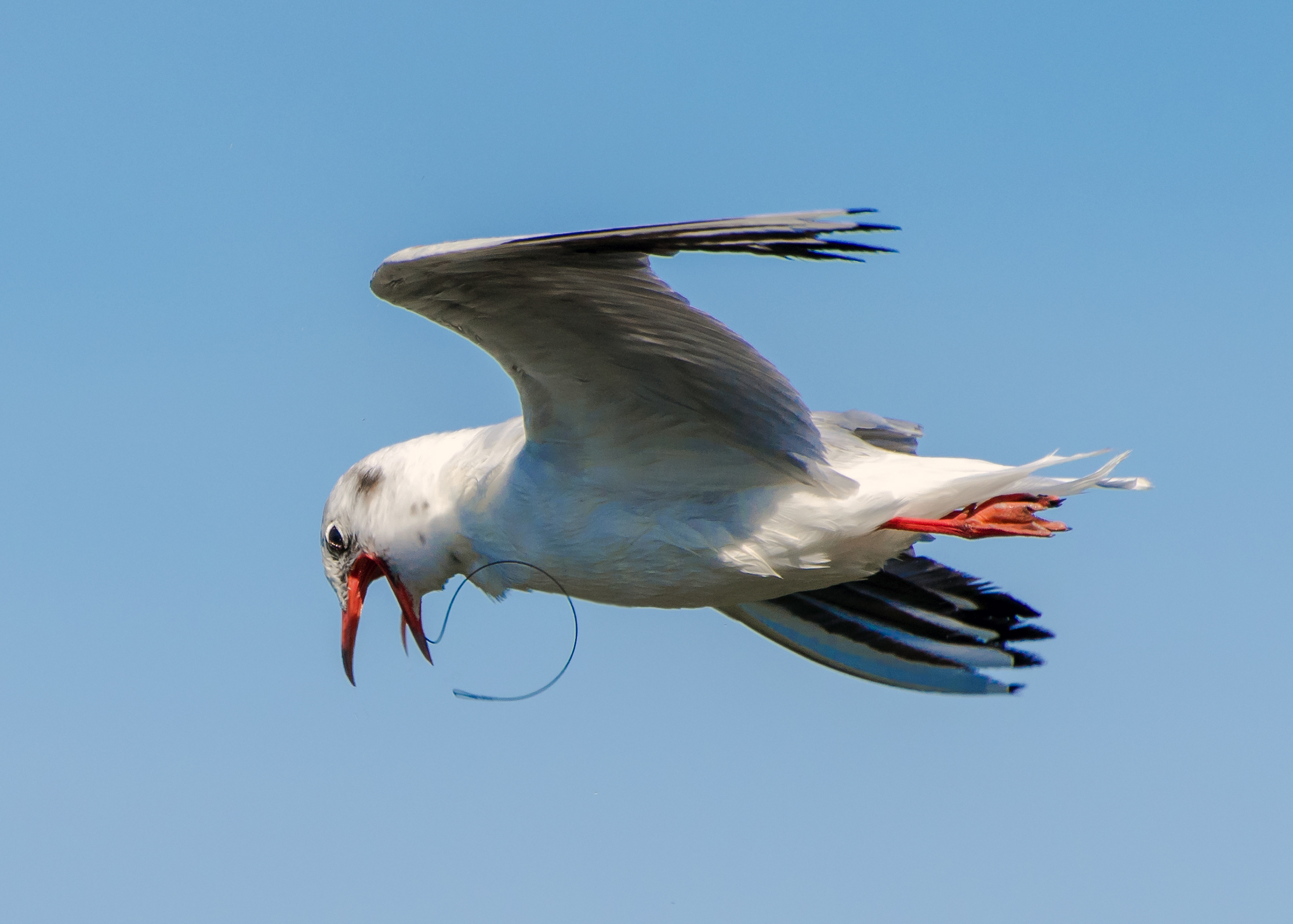 Poor Seagull with lover in mouth 1