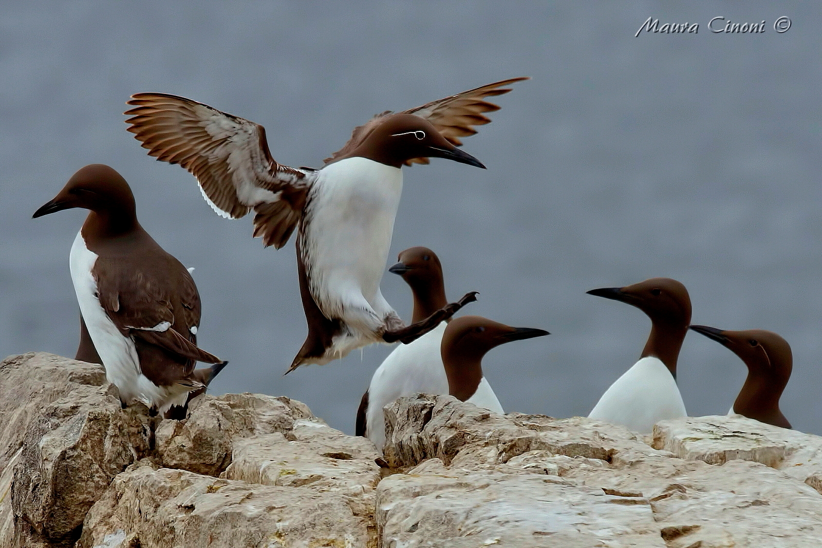 Uria From the Redini