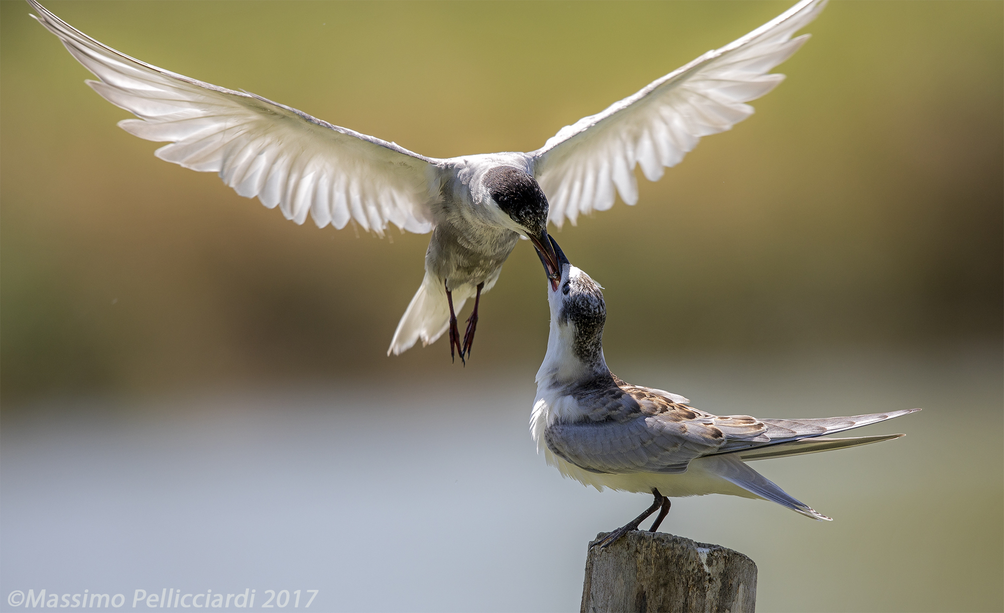 L'imbeccata al giovane Mignattino piombato