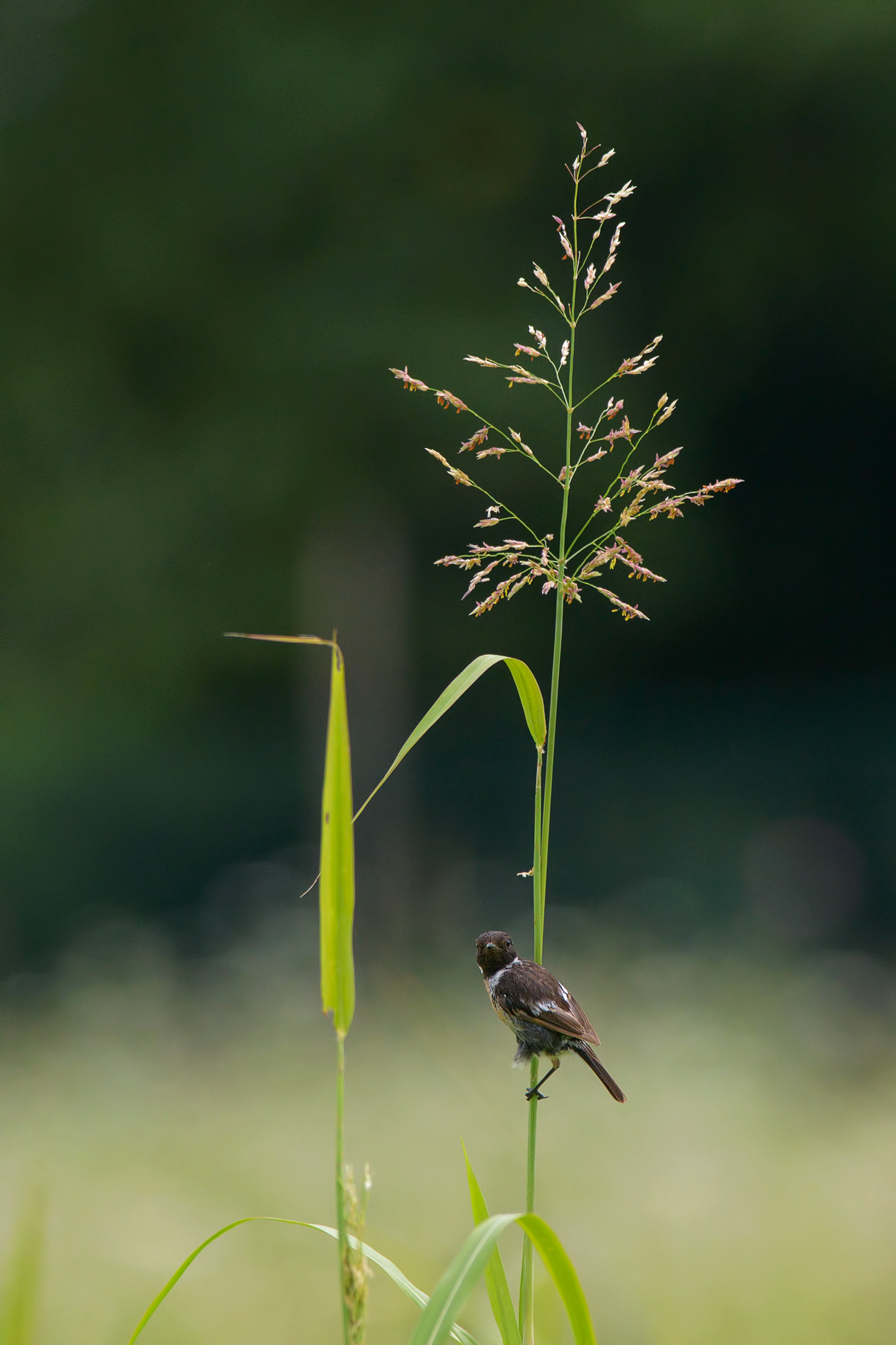 Guardami negli occhi.