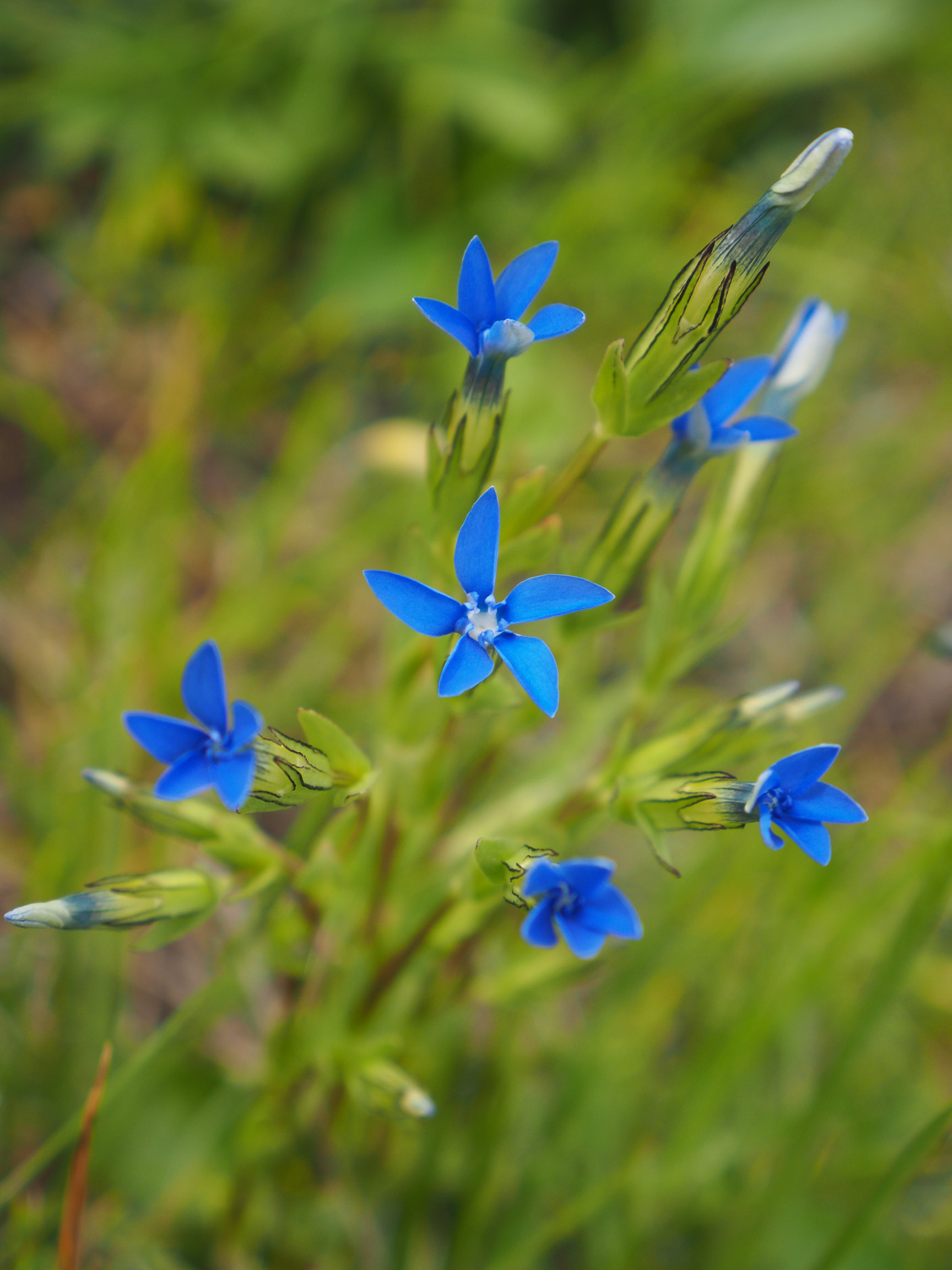 Gentian