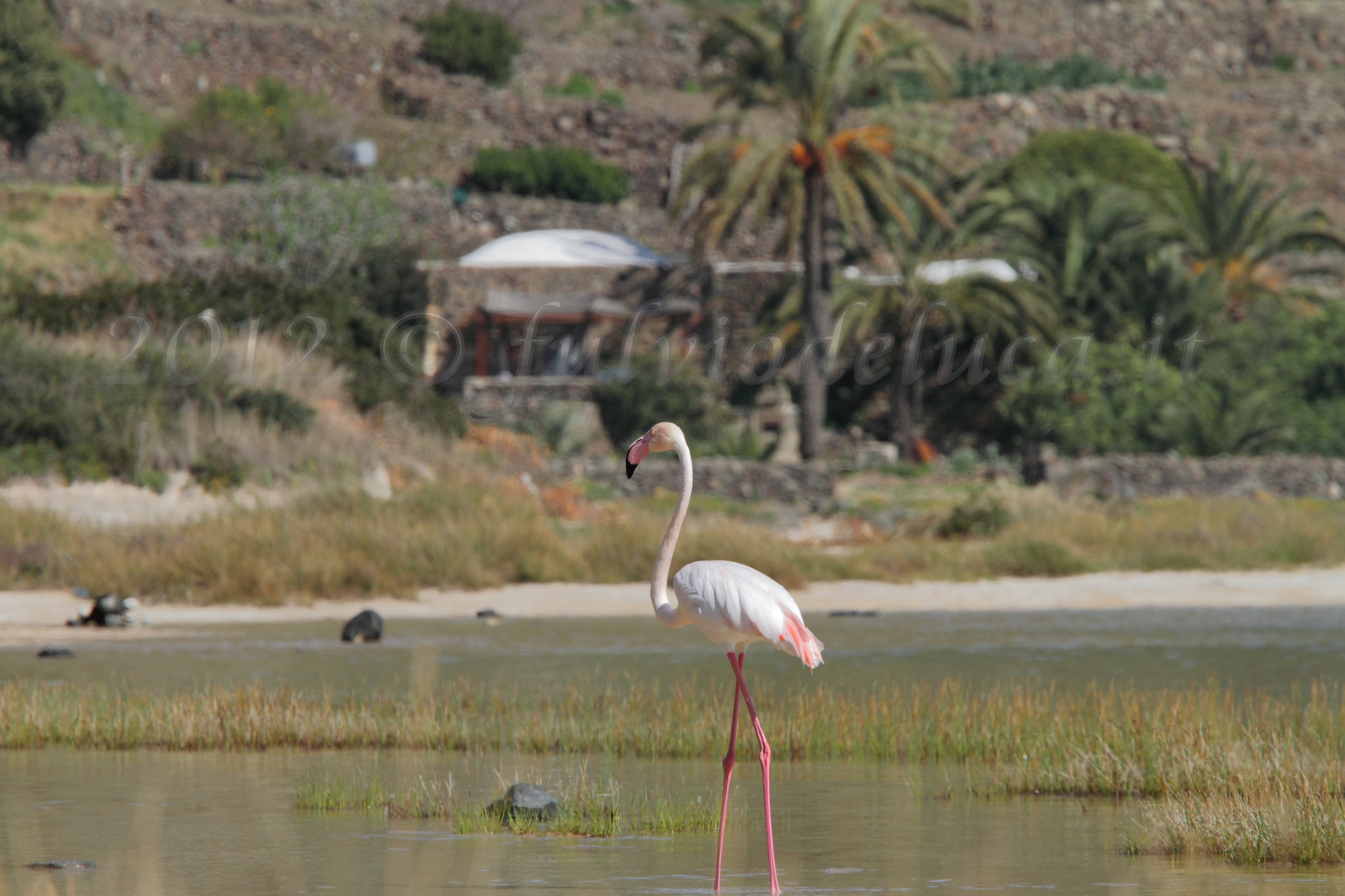 Pink Flamingo