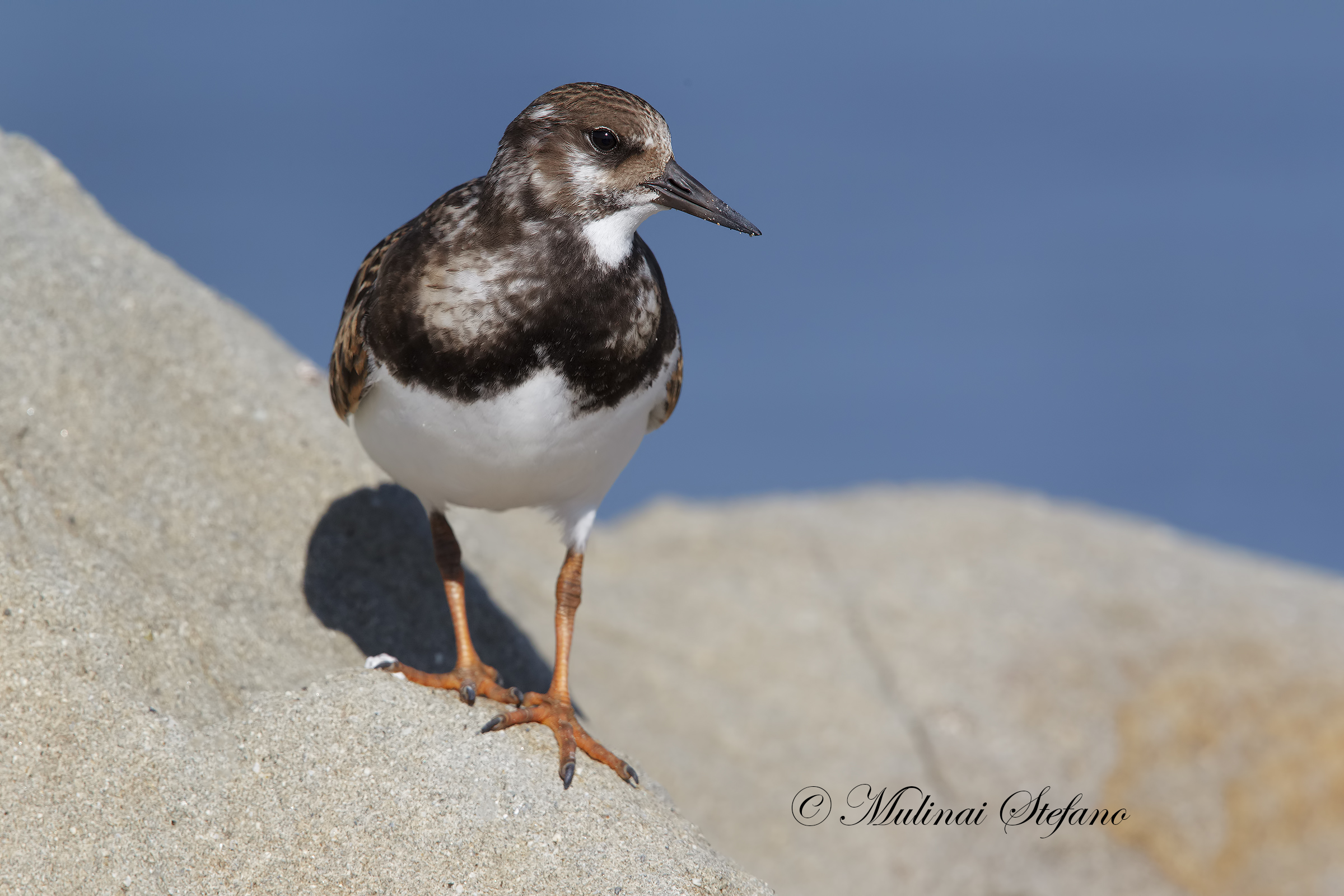 Turnstone