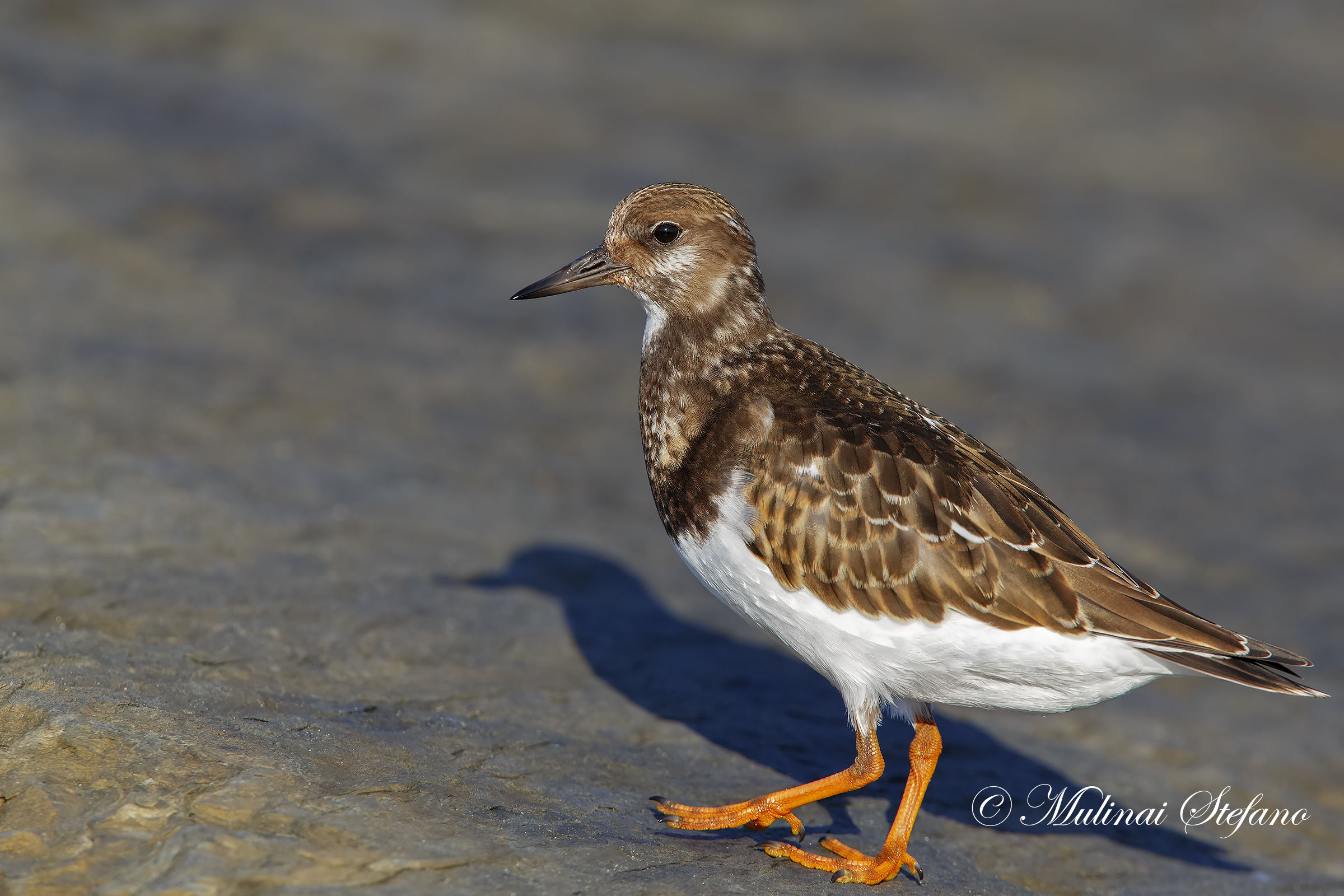 Turnstone