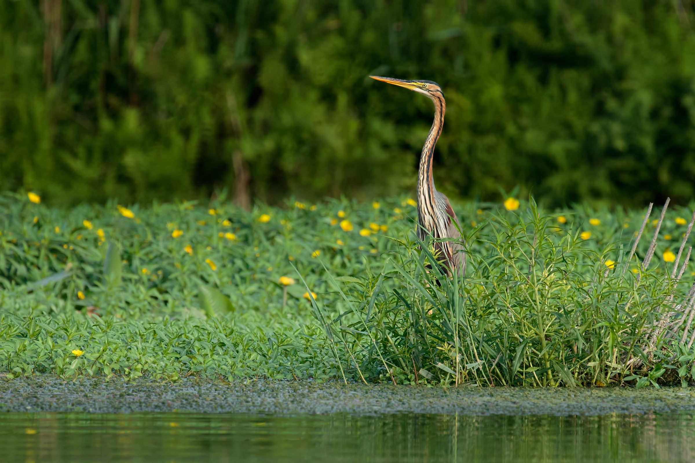 Upper Lake of Mantua - Dating 2017