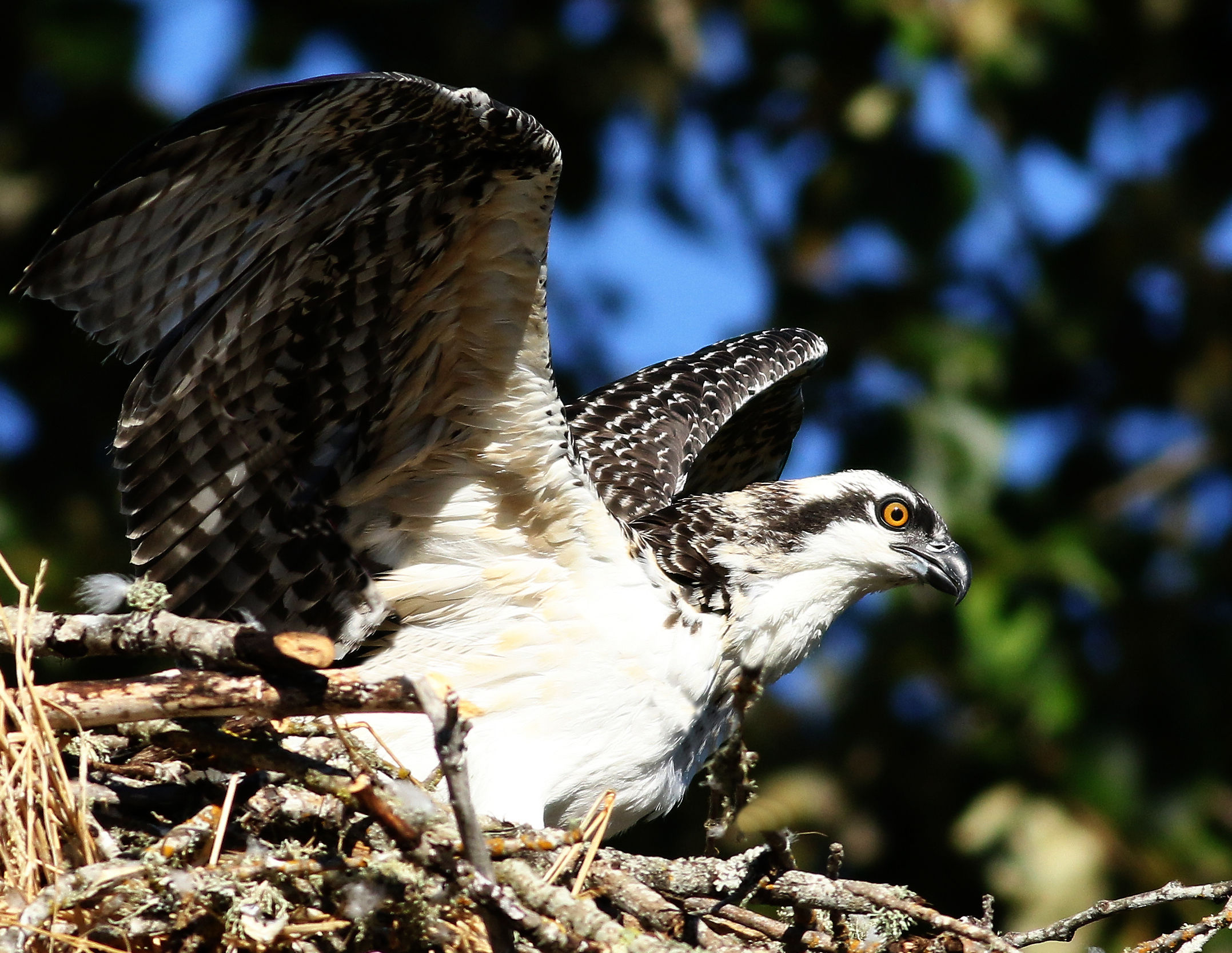 Pensando a questo proposito