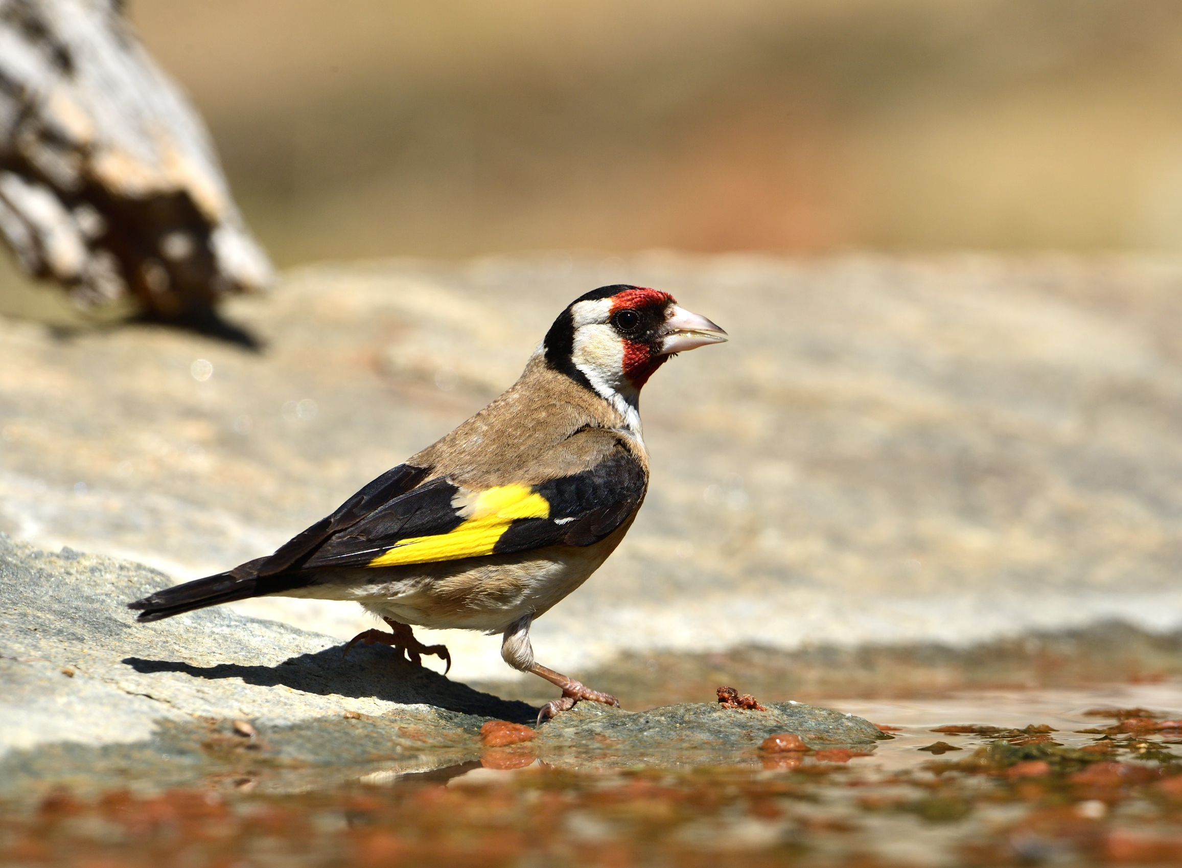 goldfinch