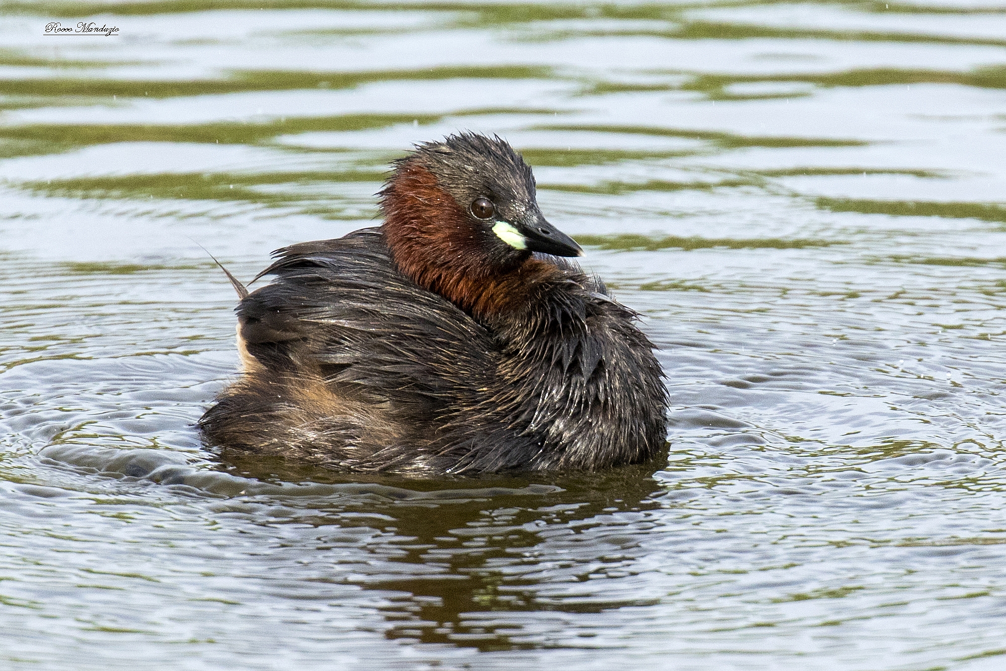 Little Grebe