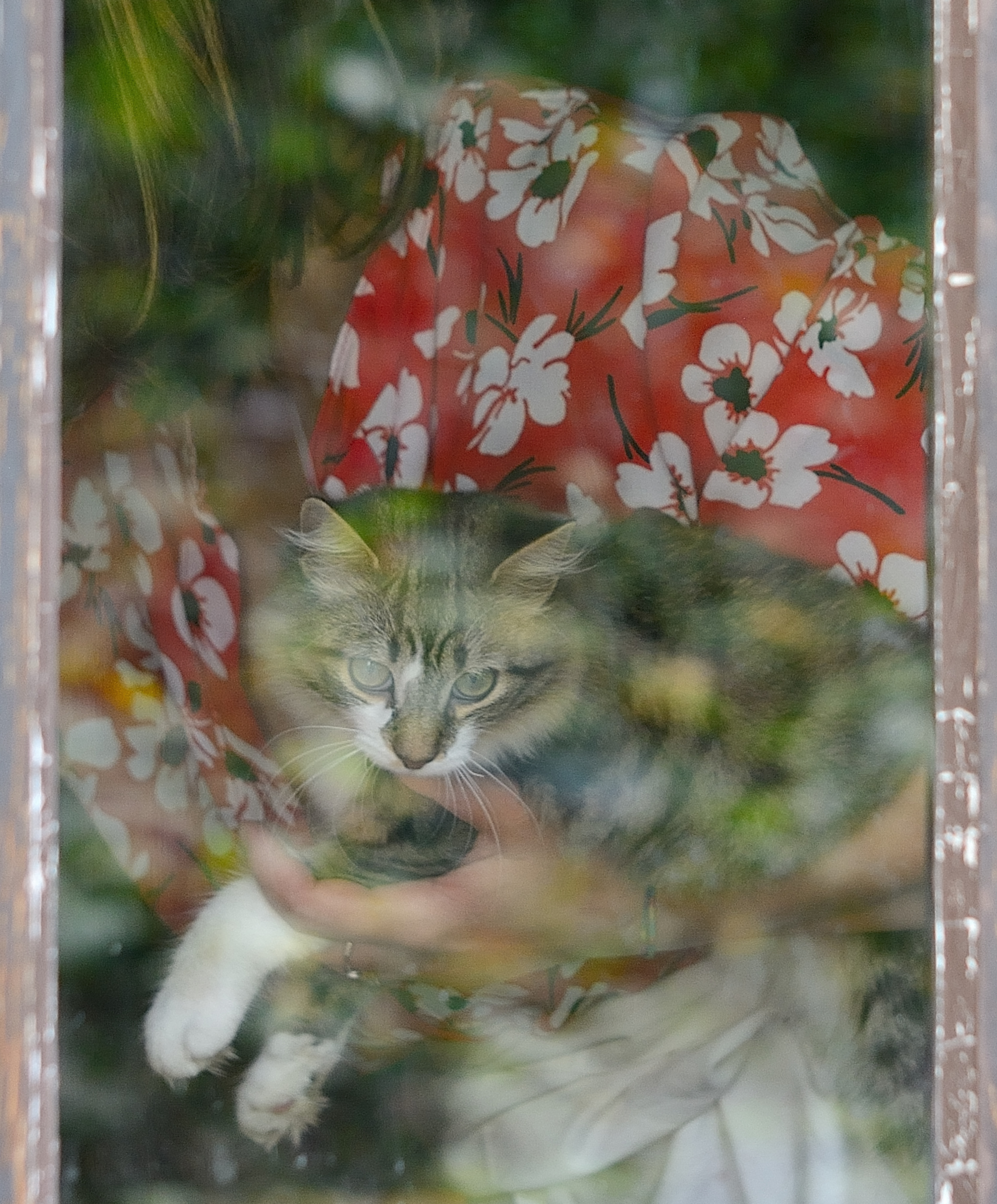 Gatto attraverso la finestra