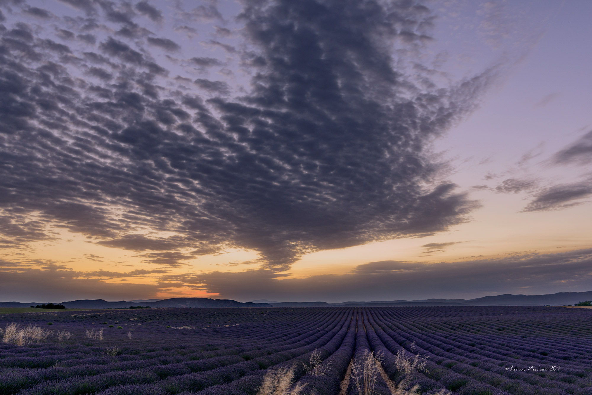 Twilight on lavender