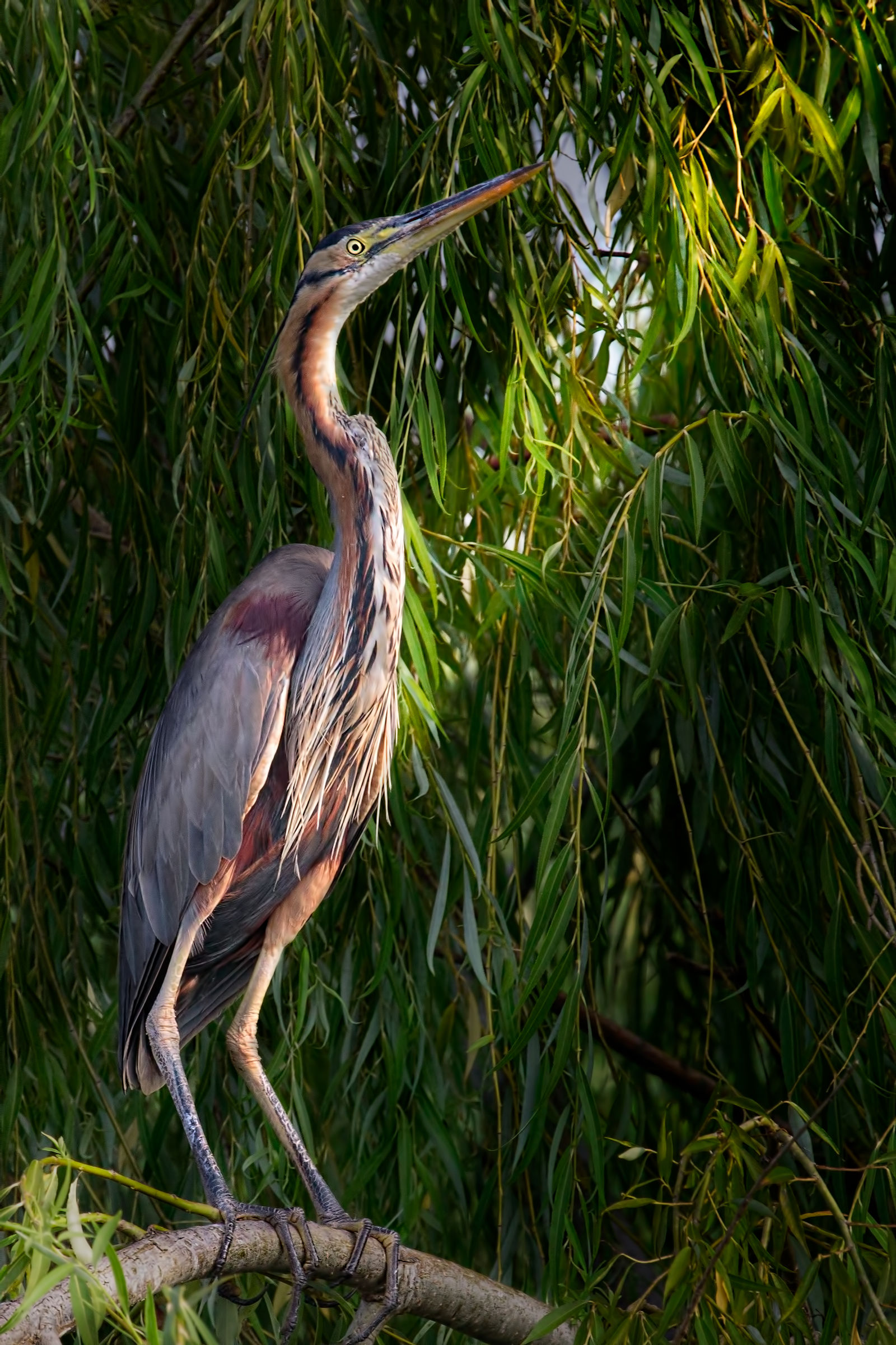 Upper Lake of Mantua - Dating 2017