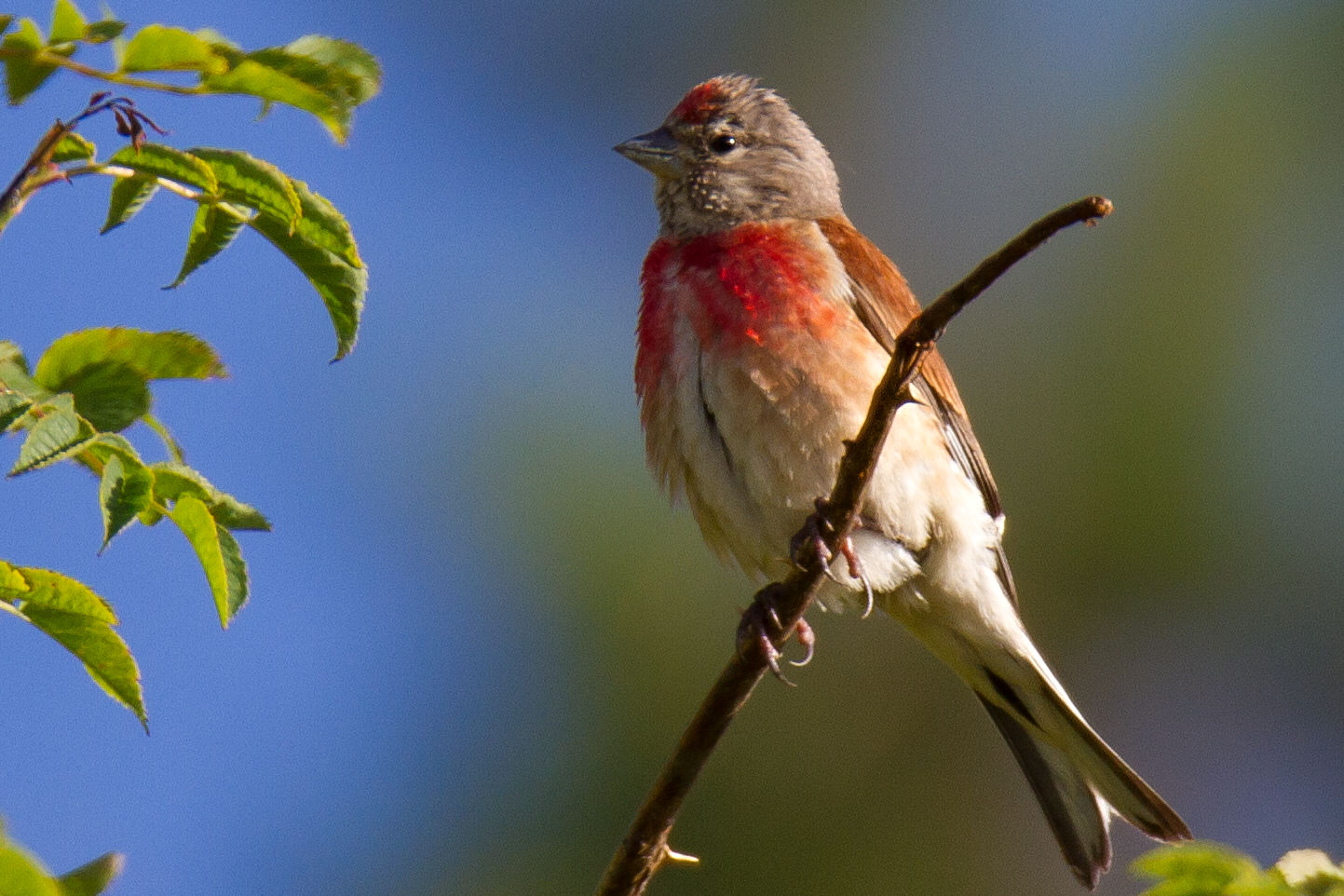 linnet