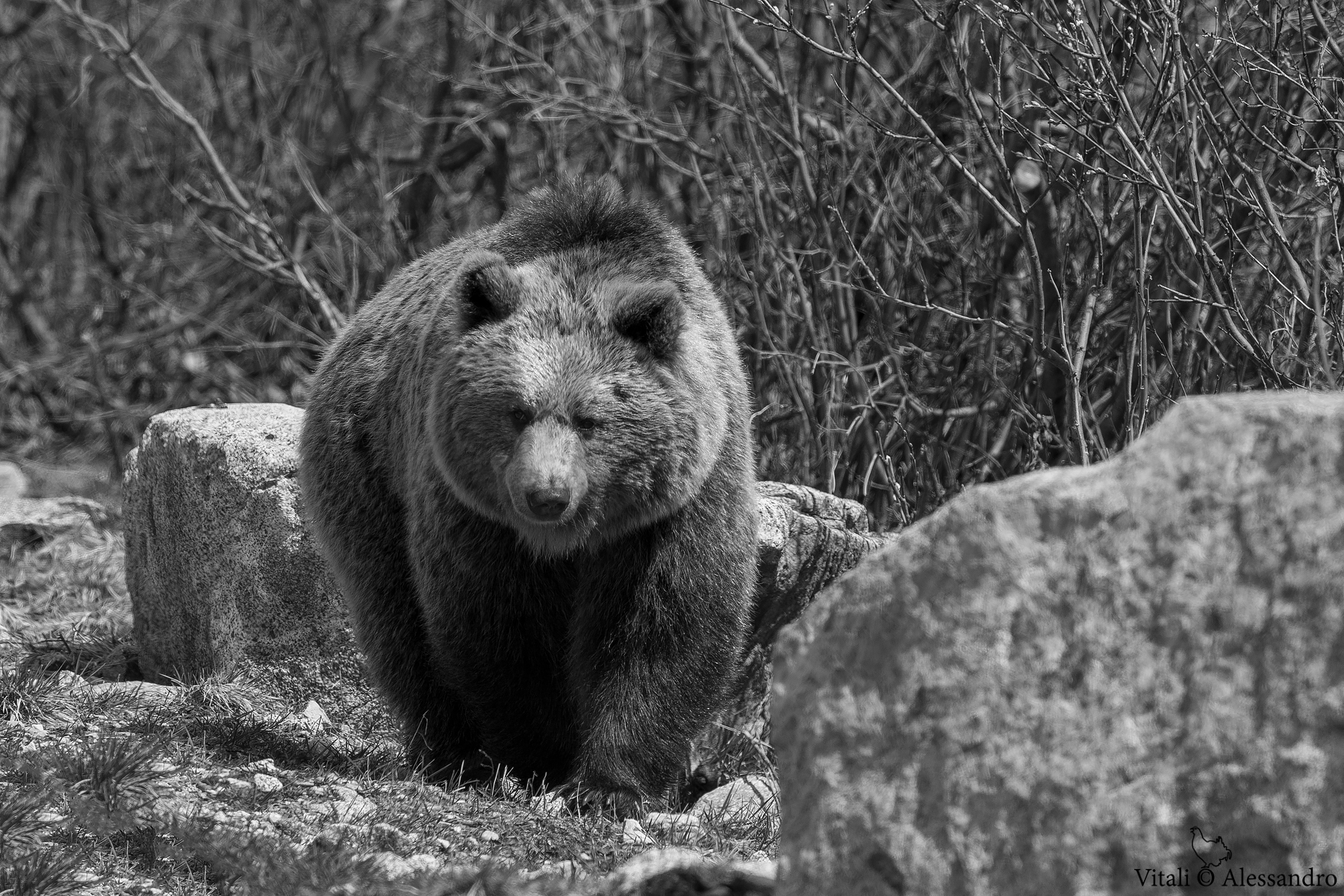 Brown Bear B / N Adamello Brenta Natural Park