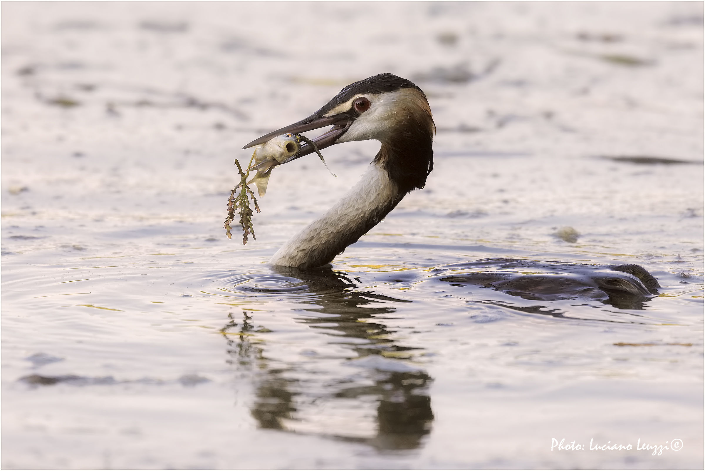 Fish and vegetables tonight