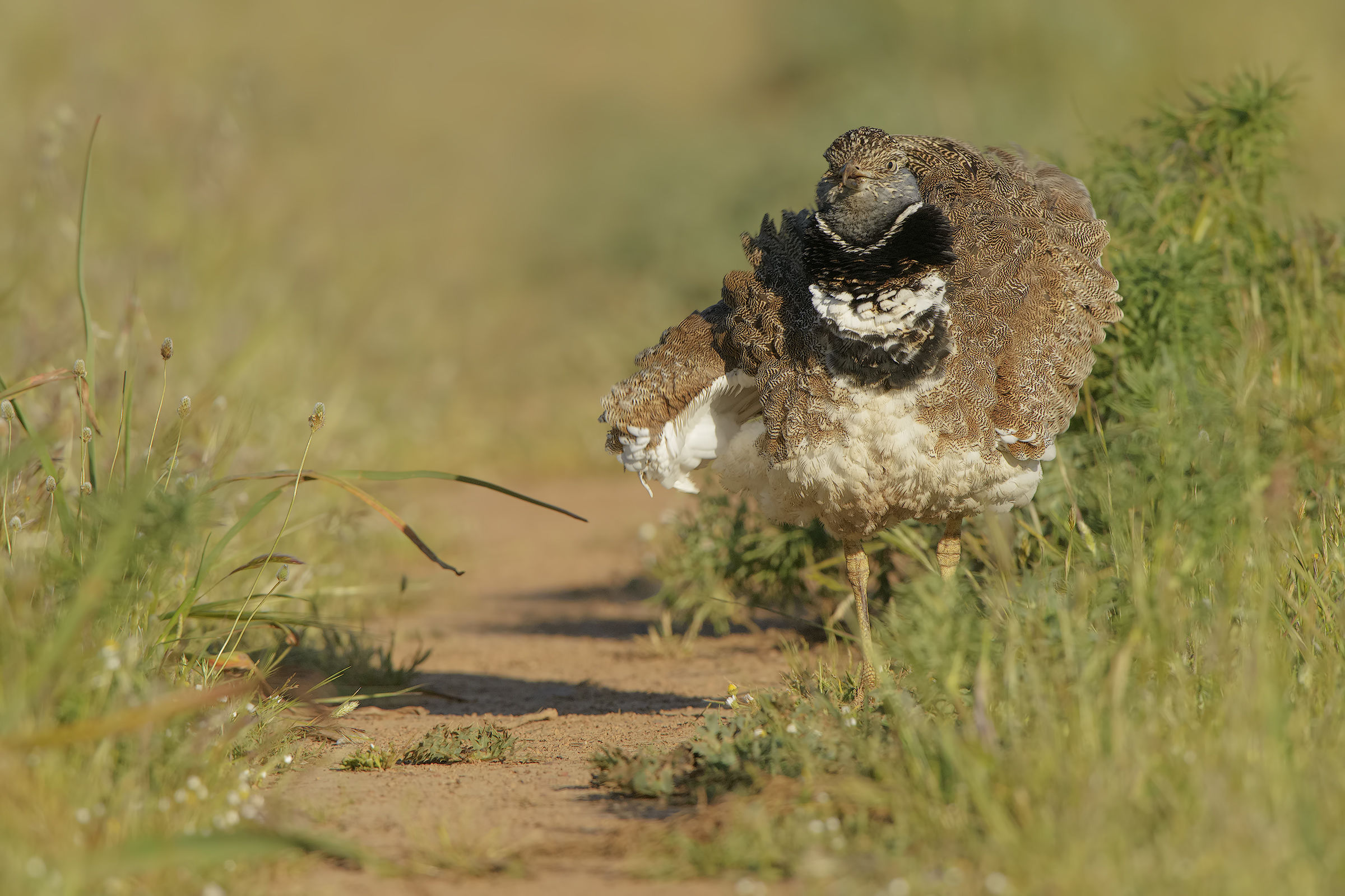 The 'sgrullata' of the practitioner