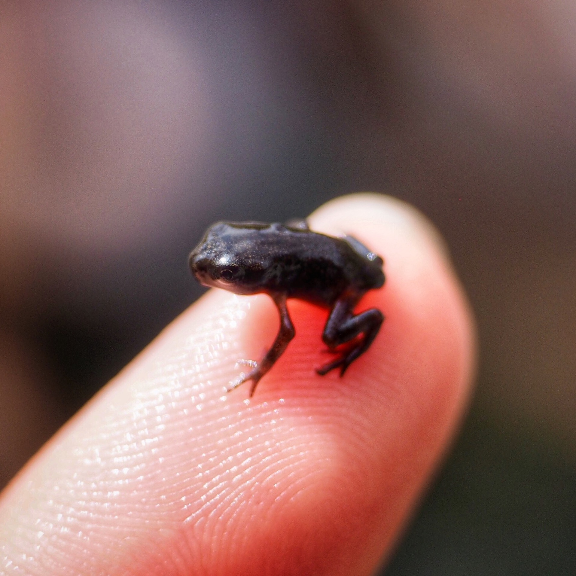 Mini frog!