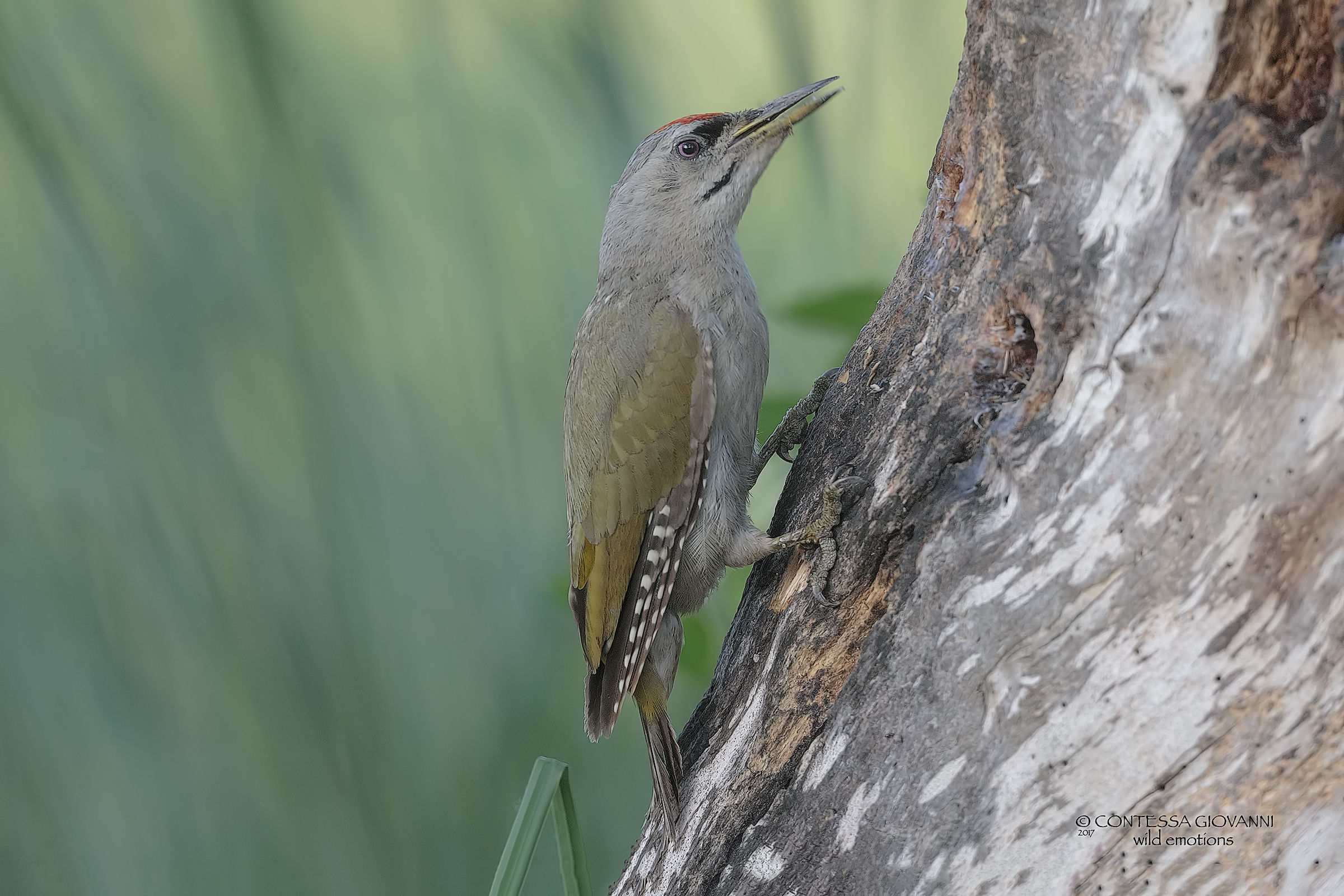 Male brown woodpecker