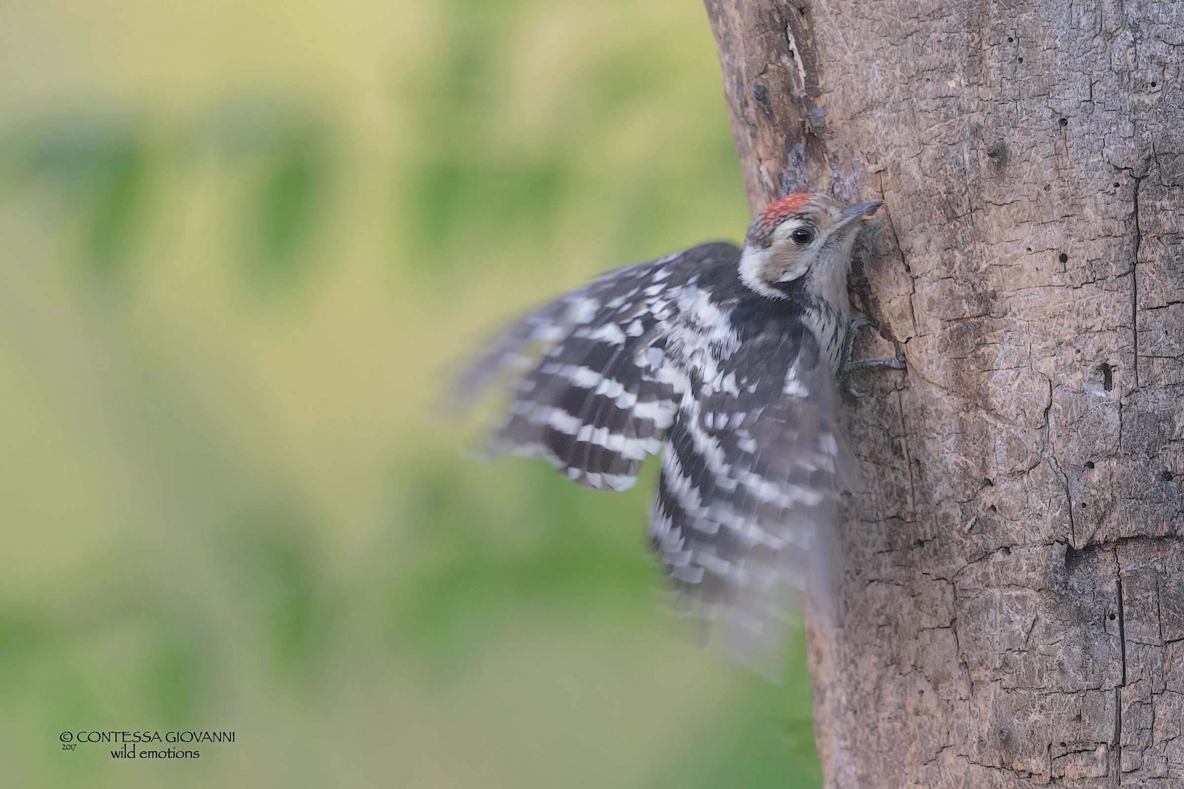 Smaller woodpecker