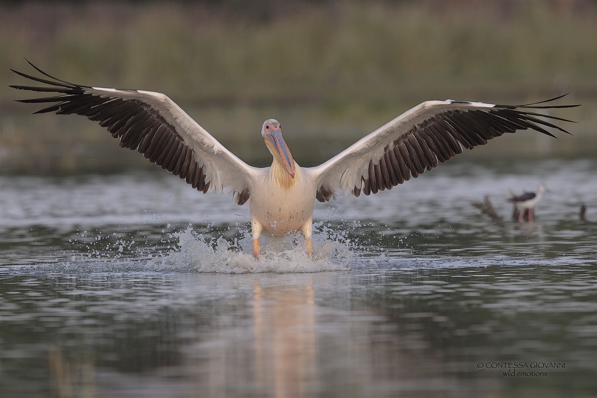 Pelican in flight