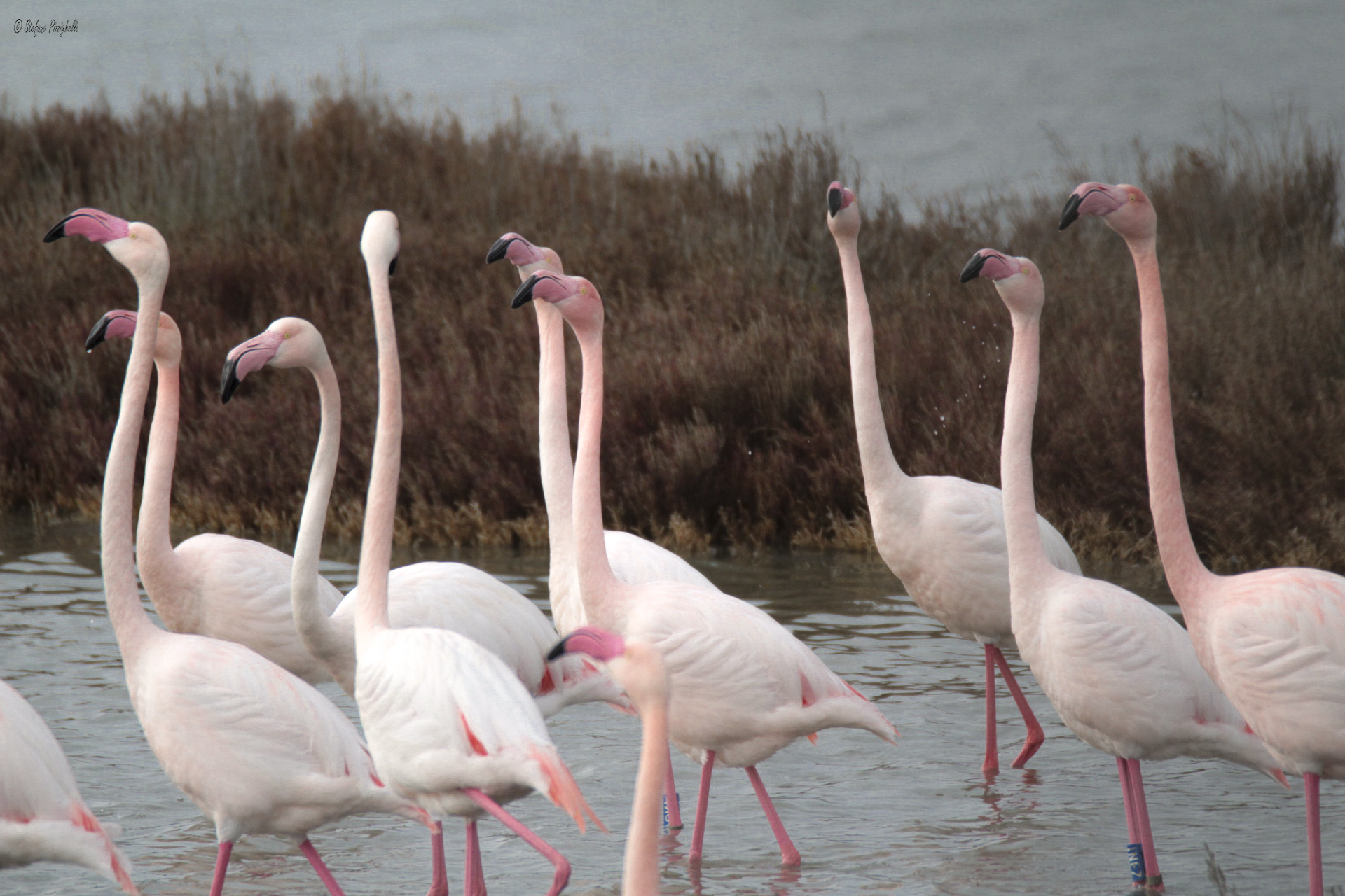 My first subjects! ... pink flamingos ..