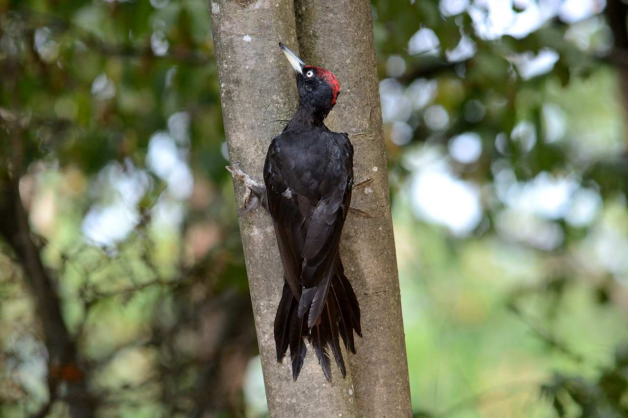 Black woodpecker (male)