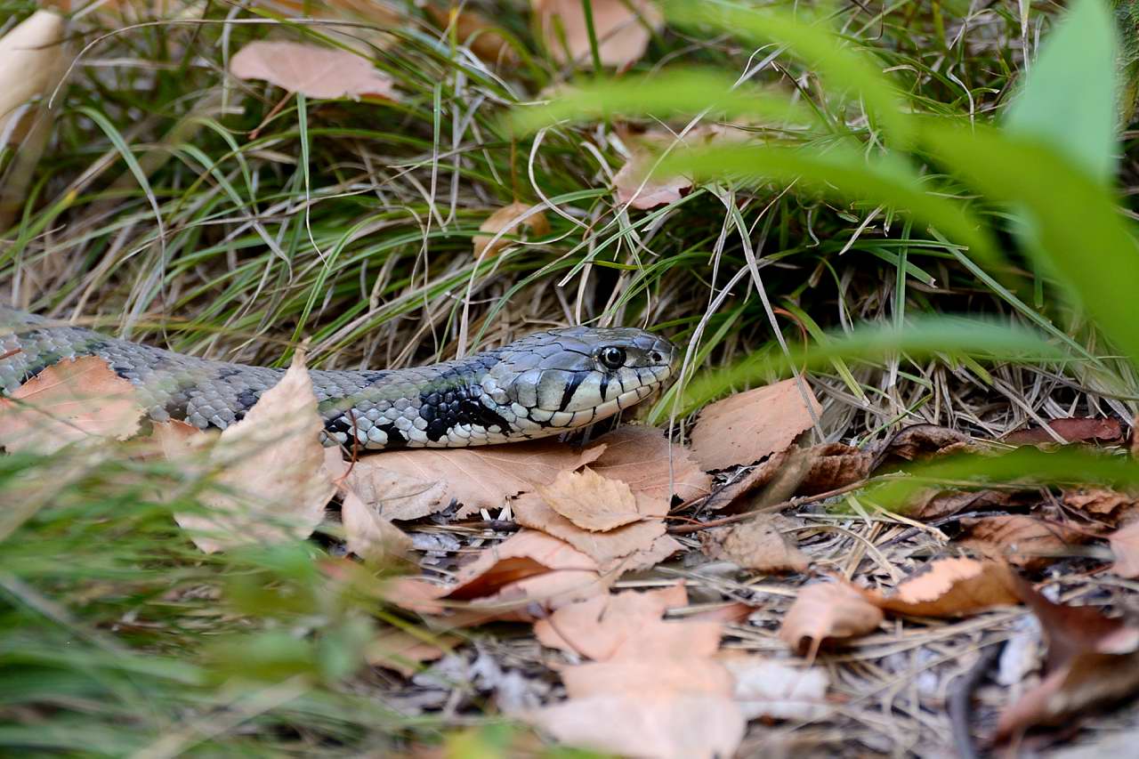 Natrix collar natrix natrix