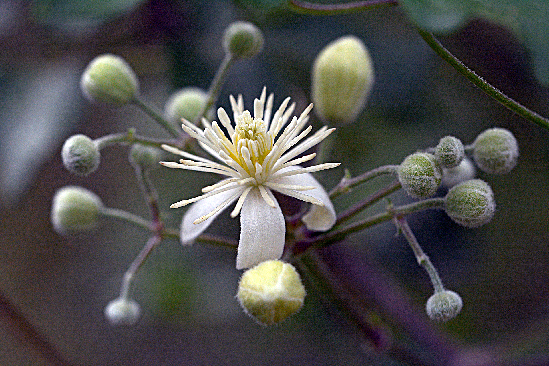 unindentified flower