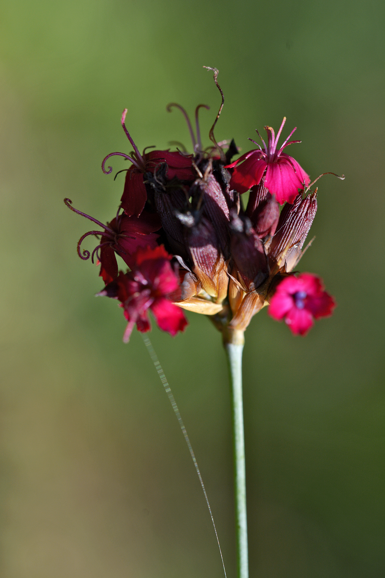 another unidentified flower