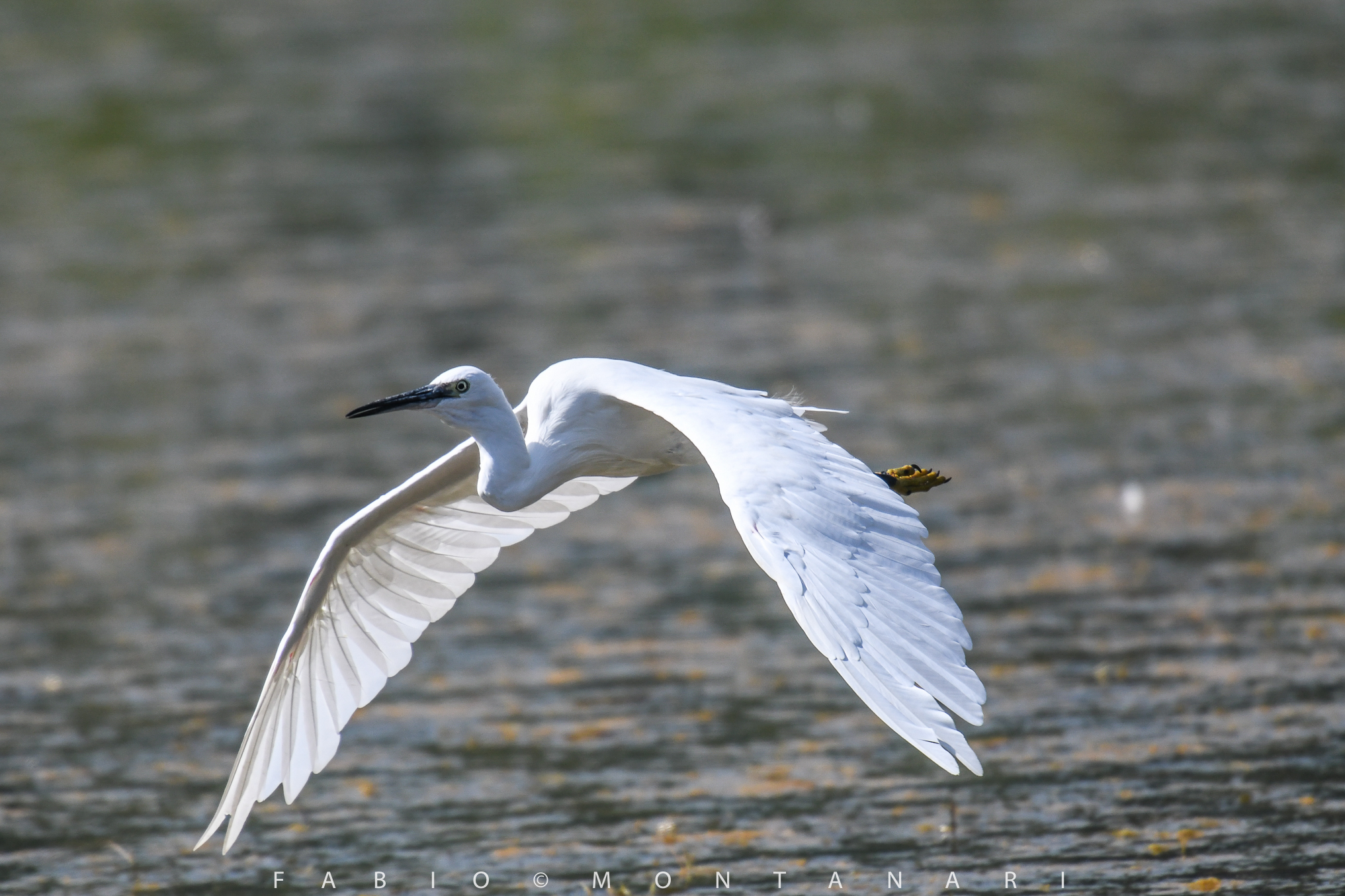 egret