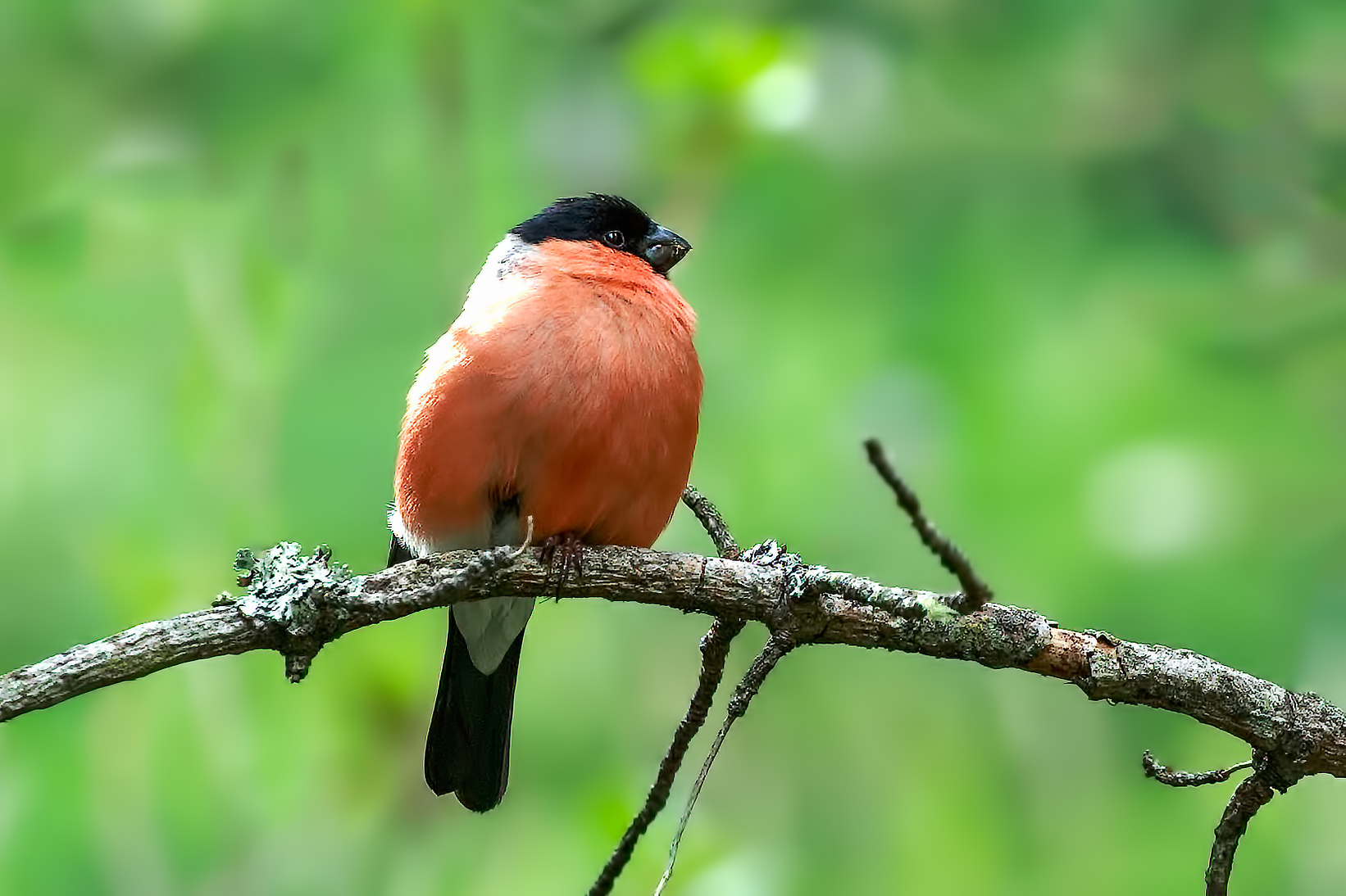 Bullfinch