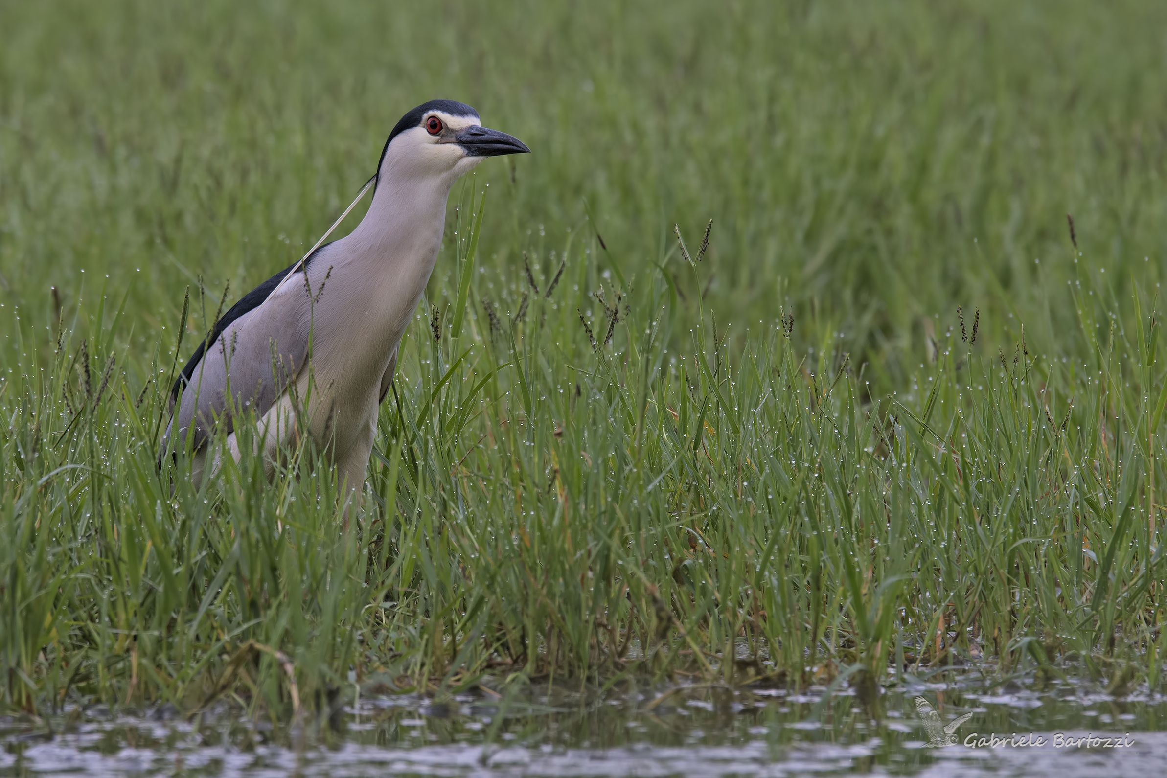Nitticora (Nycticorax nycticorax)