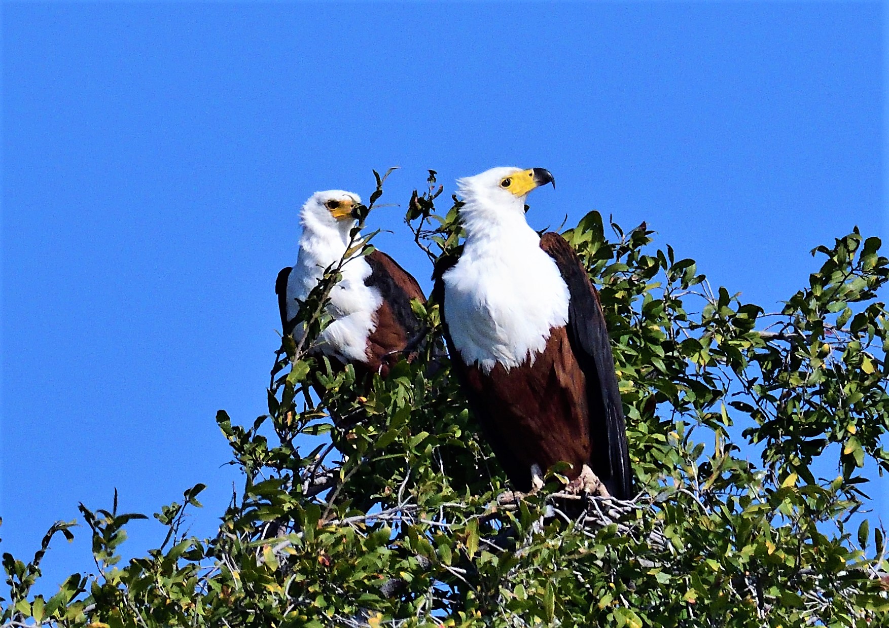Eagles fishing