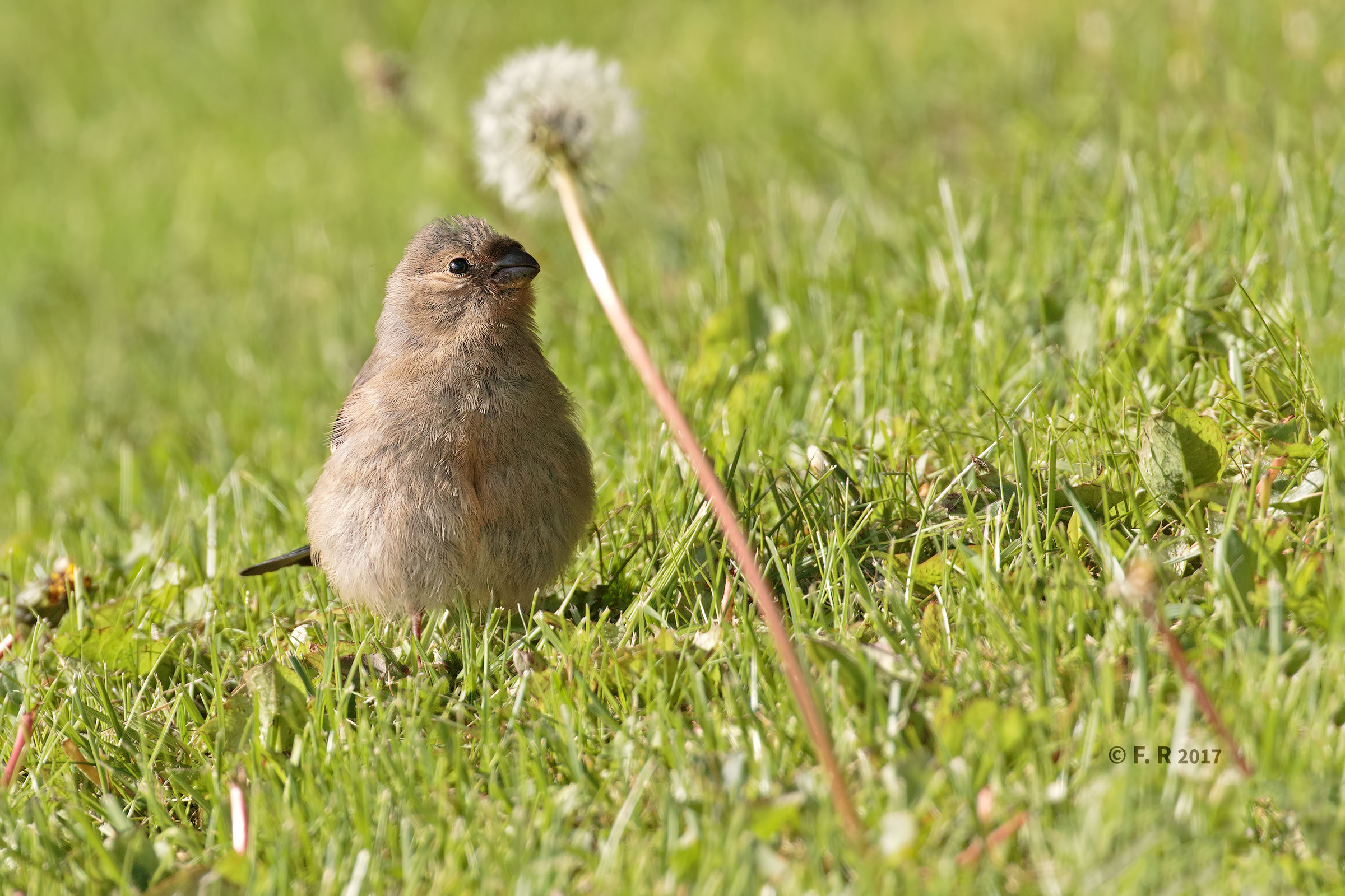 You know that the dandelions are ...