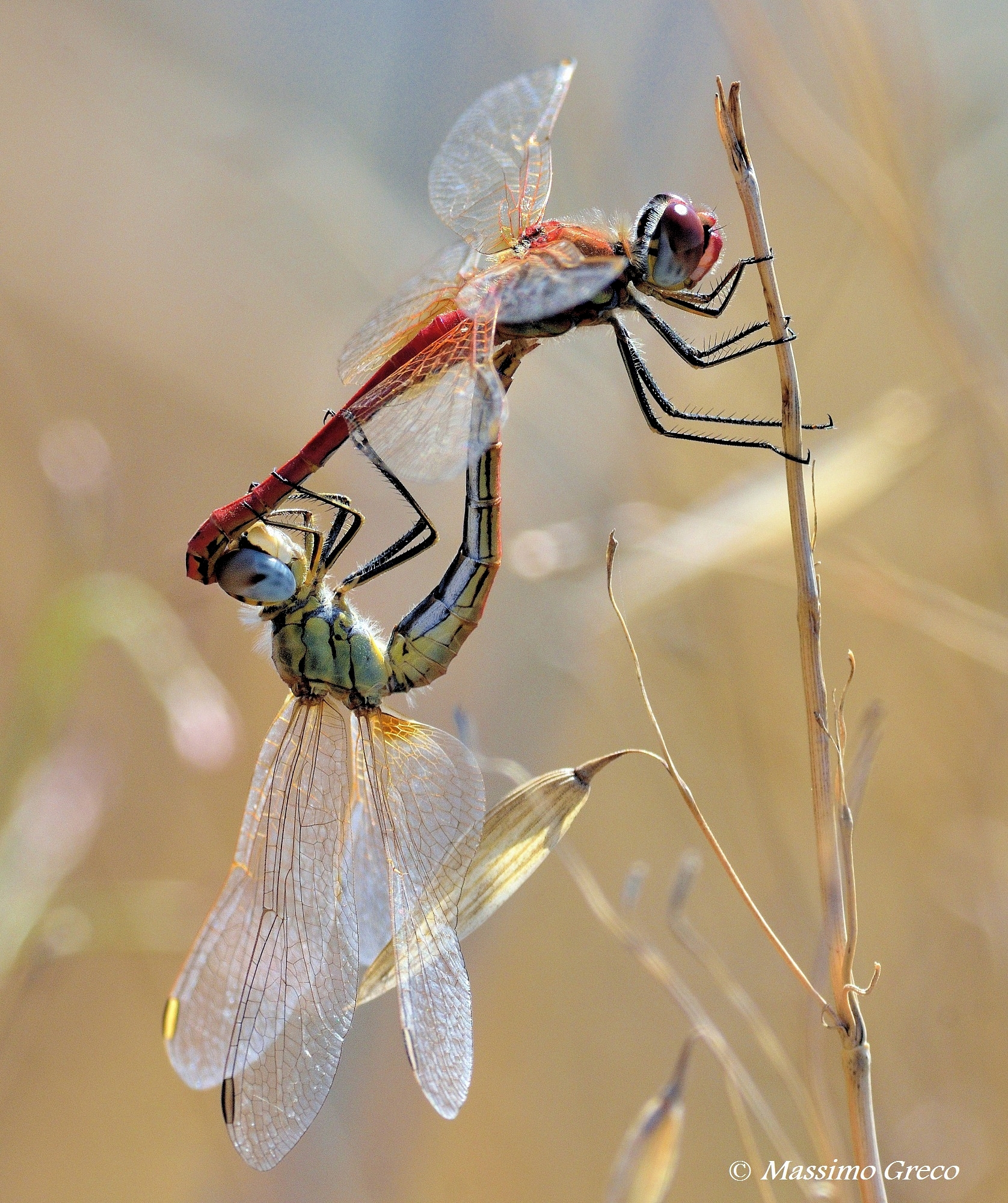 Sympetrum fonscolombii