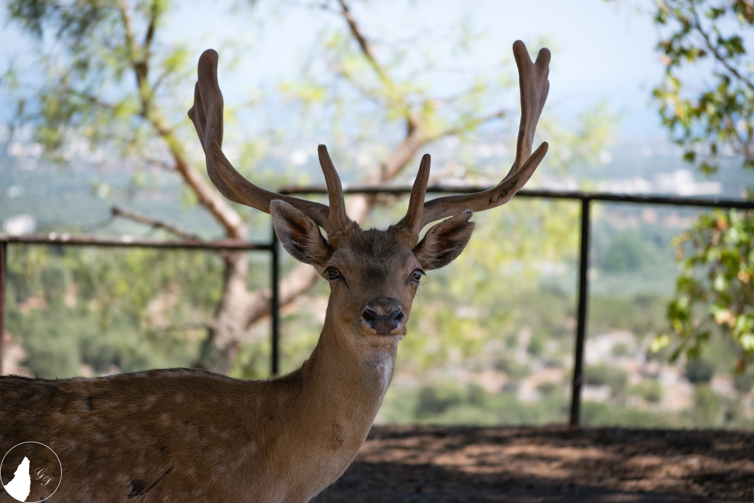 Cosa hai da guardare?