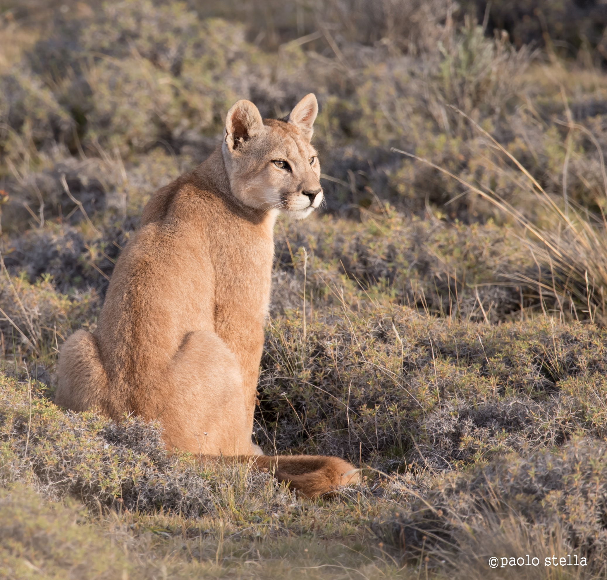 Puppy puma at sunset
