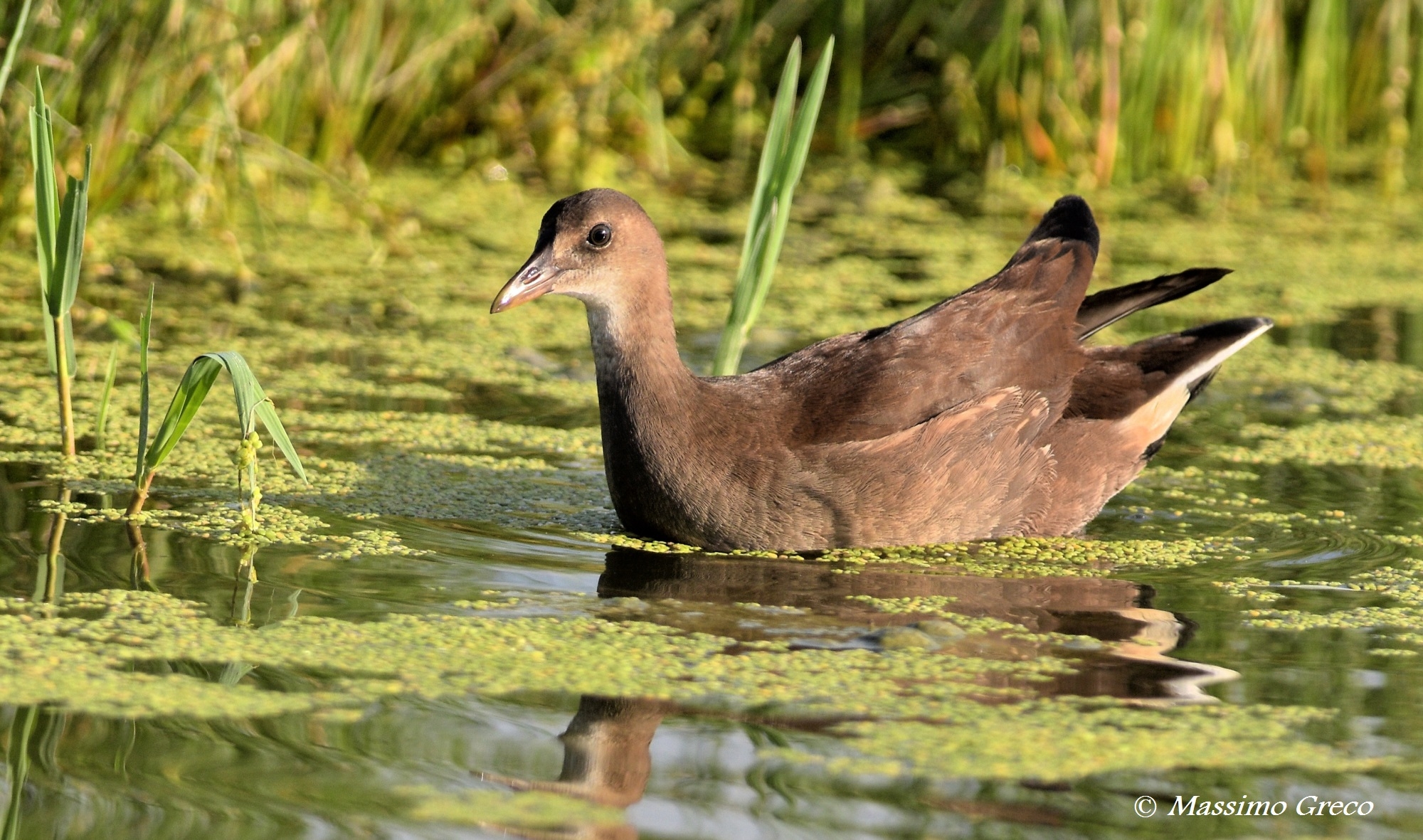 Giovane Gallinella d'acqua (Gallinula chloropus)