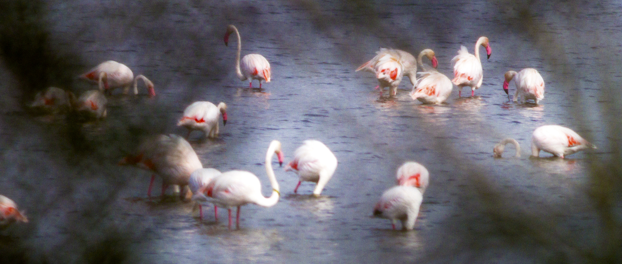 Fenicotteri tra le foglie