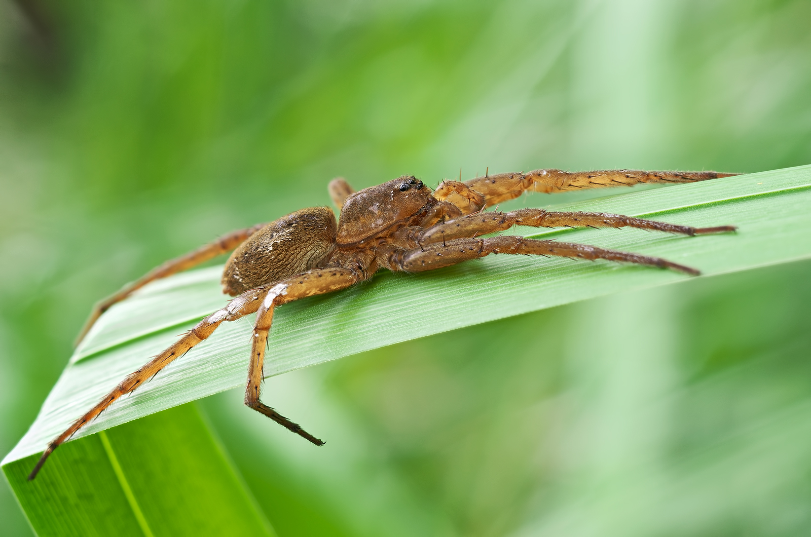 Dolomedes plantarius