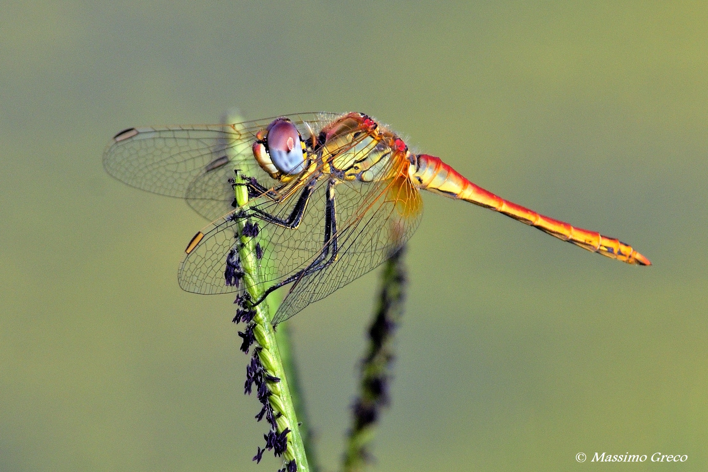 Sympetrum fonscolombii