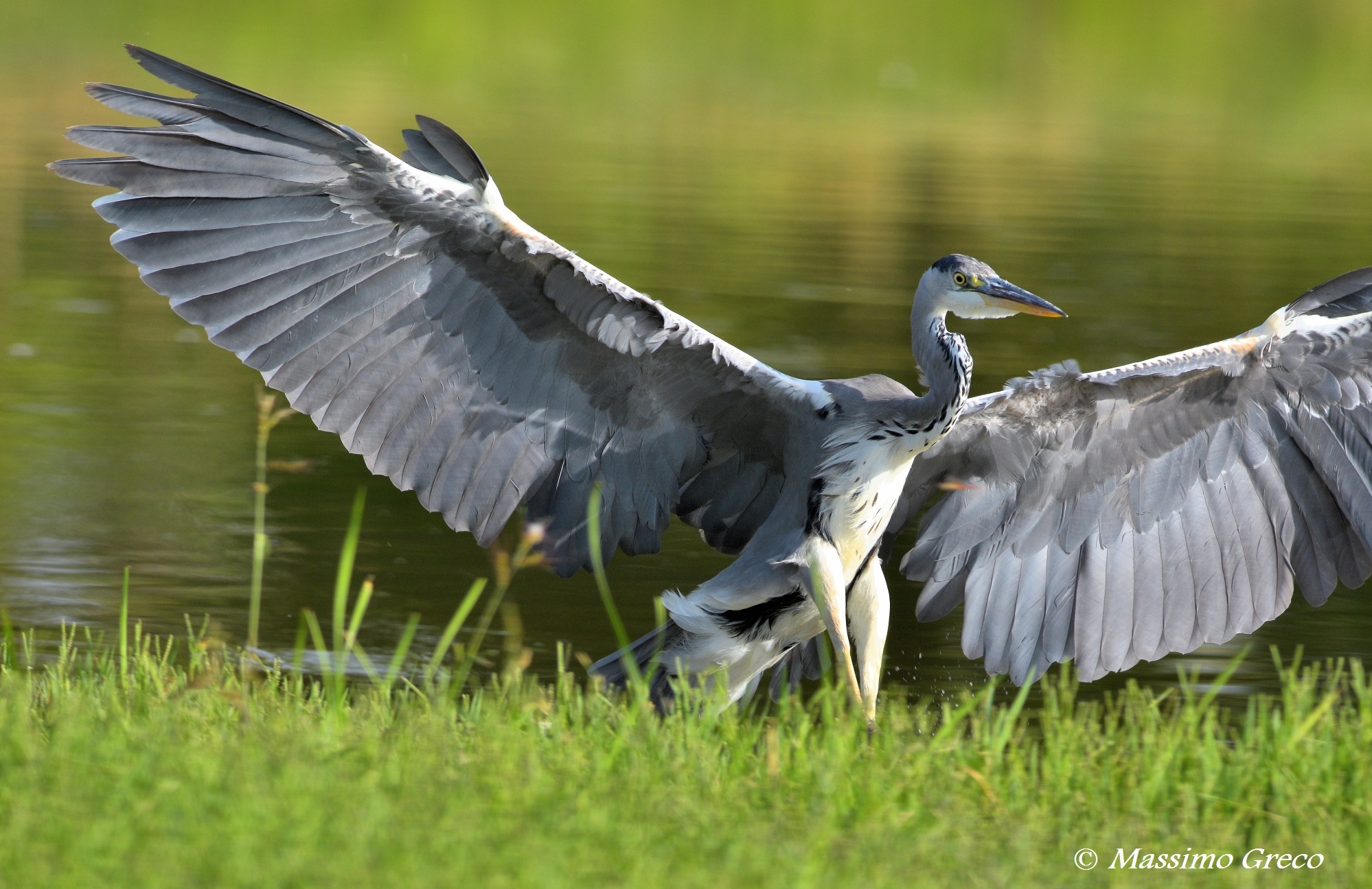 Airone cenerino (Ardea cinerea)