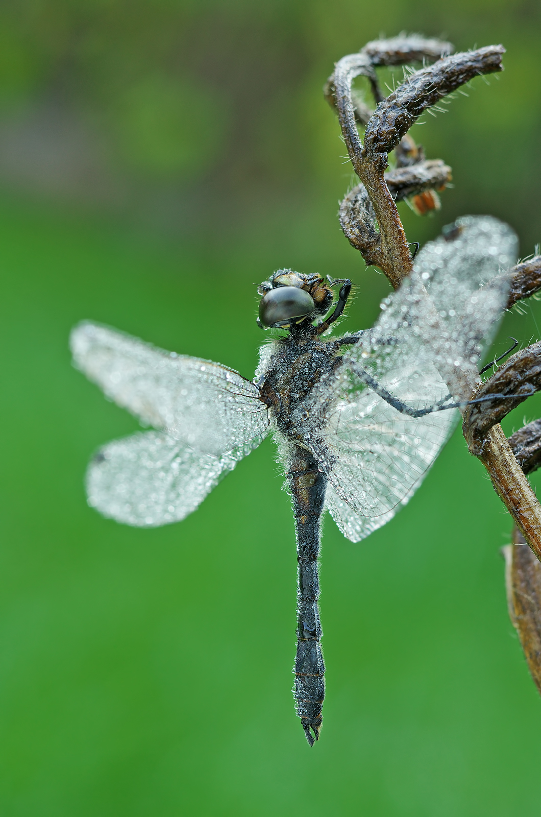 Sympetrum danae