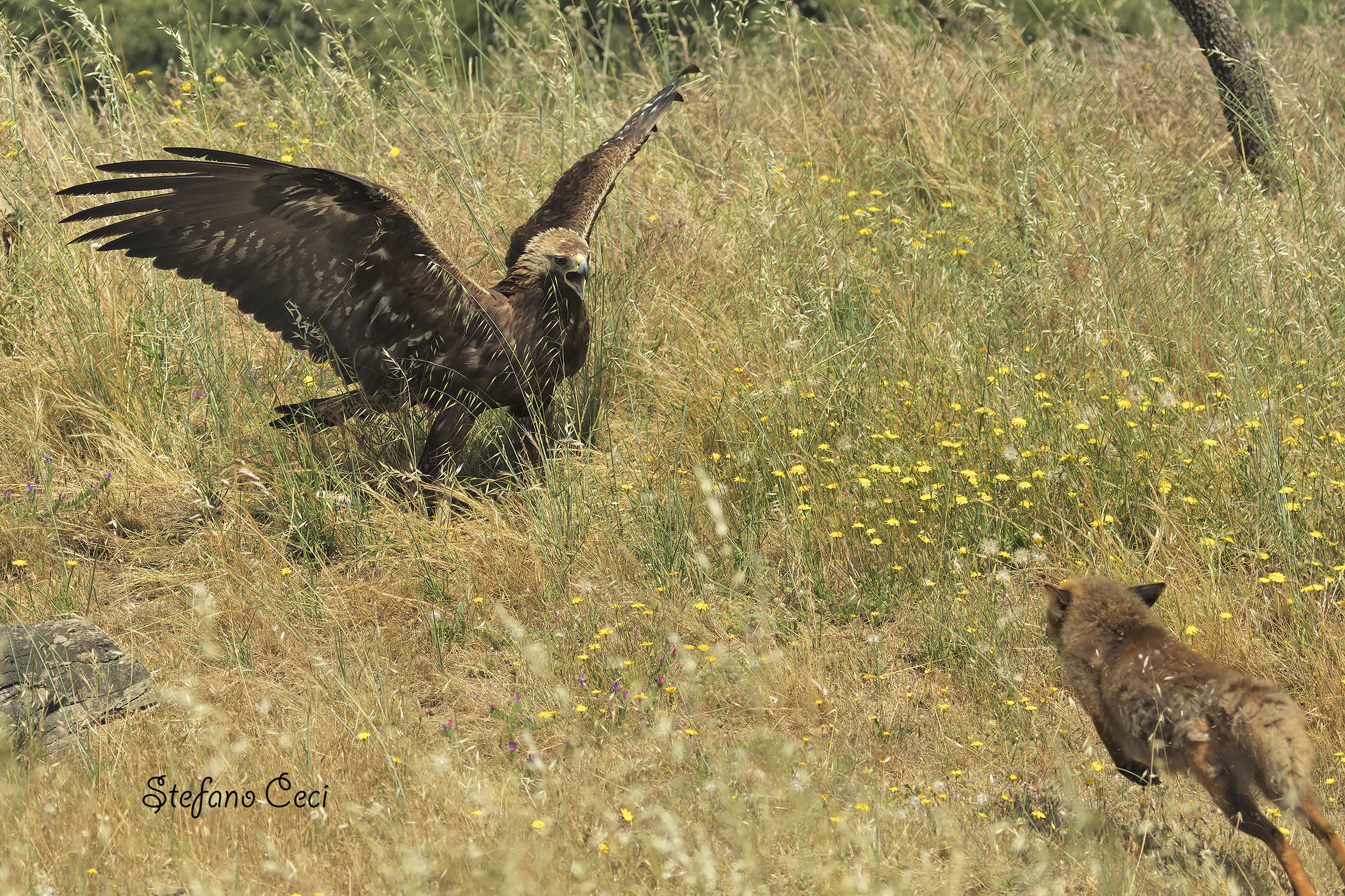 incontro-scontro tra l'aquila e la volpe