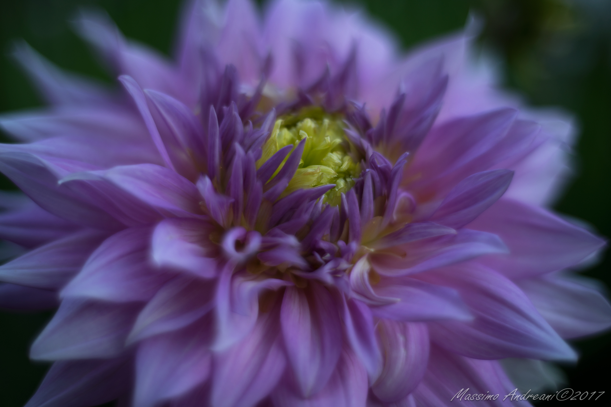 Dahlia