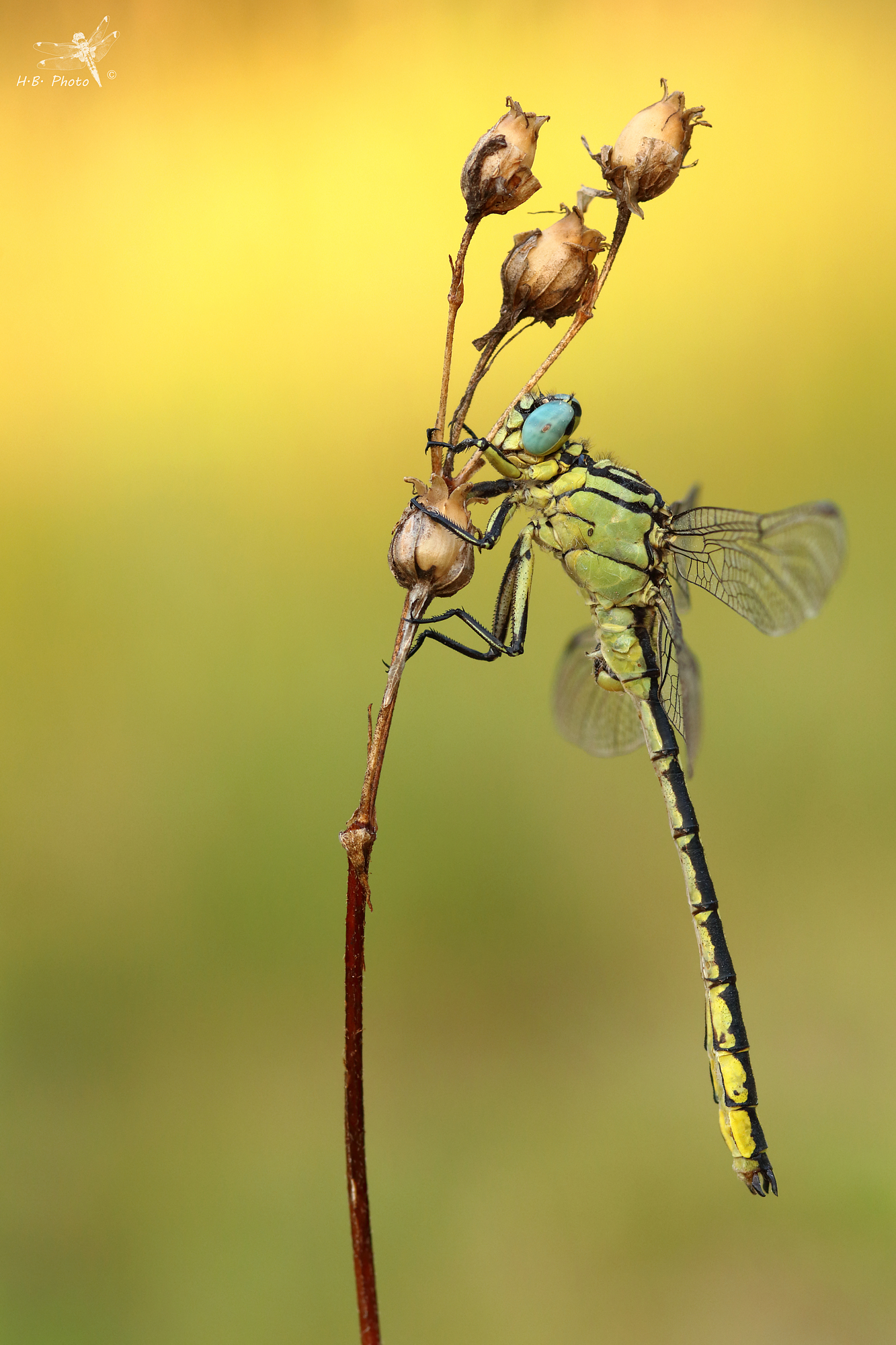 Gomphus flavipes, maschio