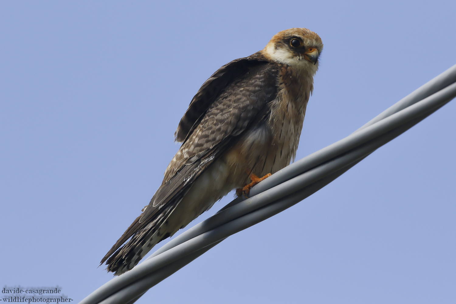 Falco cuckoo f
