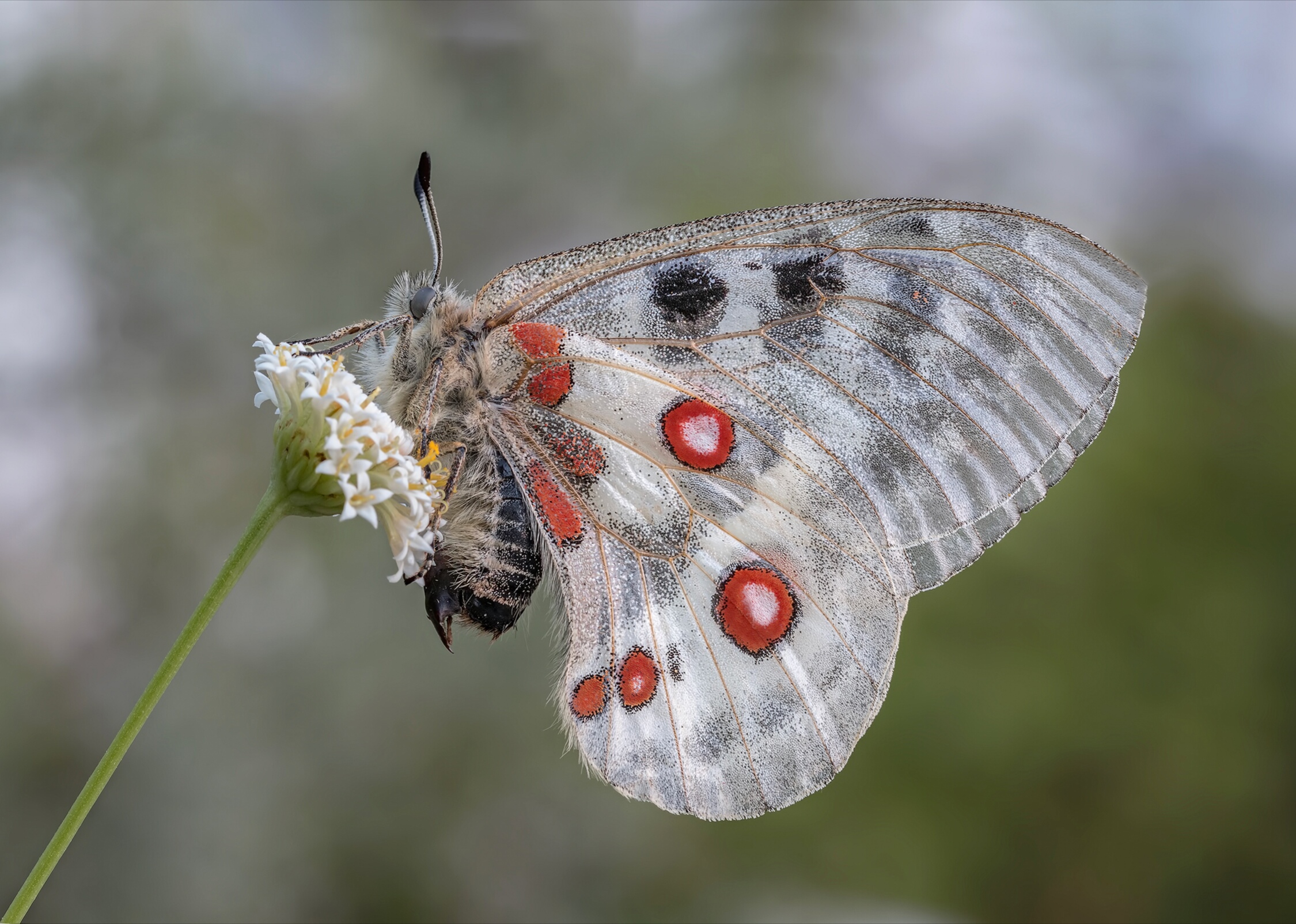 Parnassius Apollo