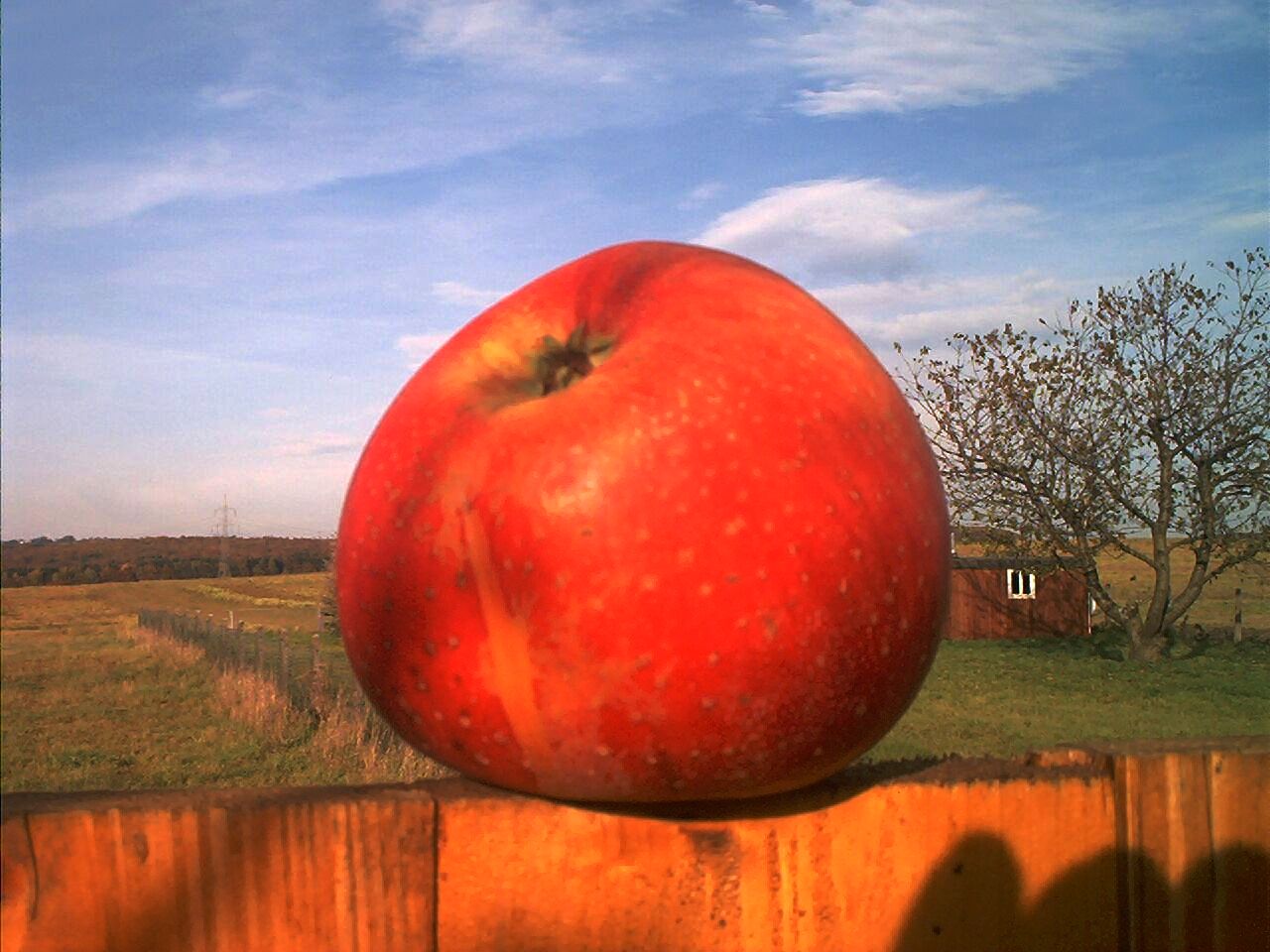 Red Apple 2003